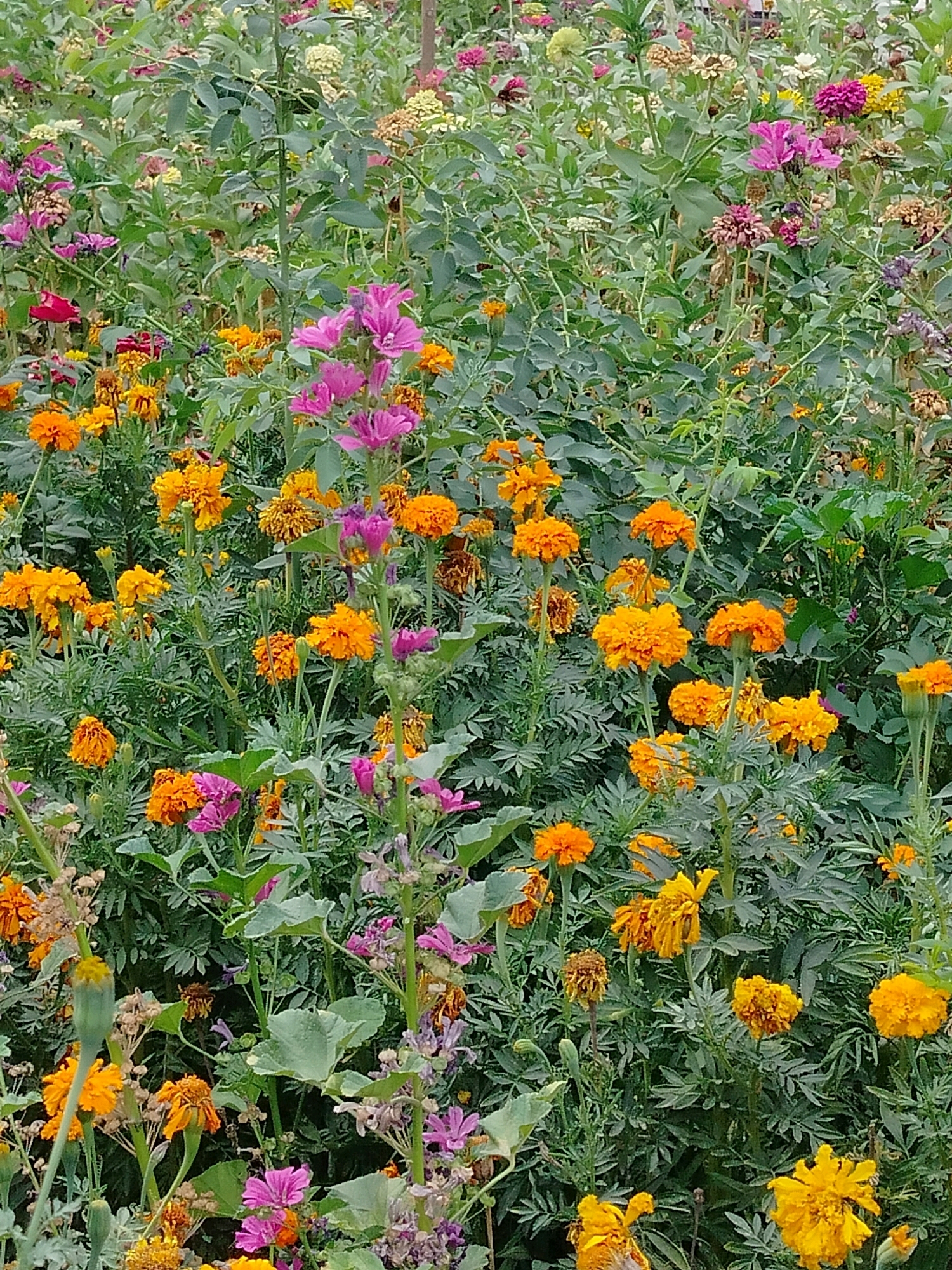 This is a vertical, medium-shot photograph of a dense field of flowers, predominantly orange and pink, with abundant green foliage. The flowers are varied in type and stage of bloom, with some appearing fresh and vibrant, while others are wilted or spent. The scene is naturalistic and appears to be an outdoor setting, likely a garden or park. There are no people or animals visible in the image. The lighting is diffused, suggesting an overcast day or shade. The background is filled with more greenery and flowers, creating a layered effect. The image appears to be captured in the city of Kölkent, Kazakhstan, given the provided context.