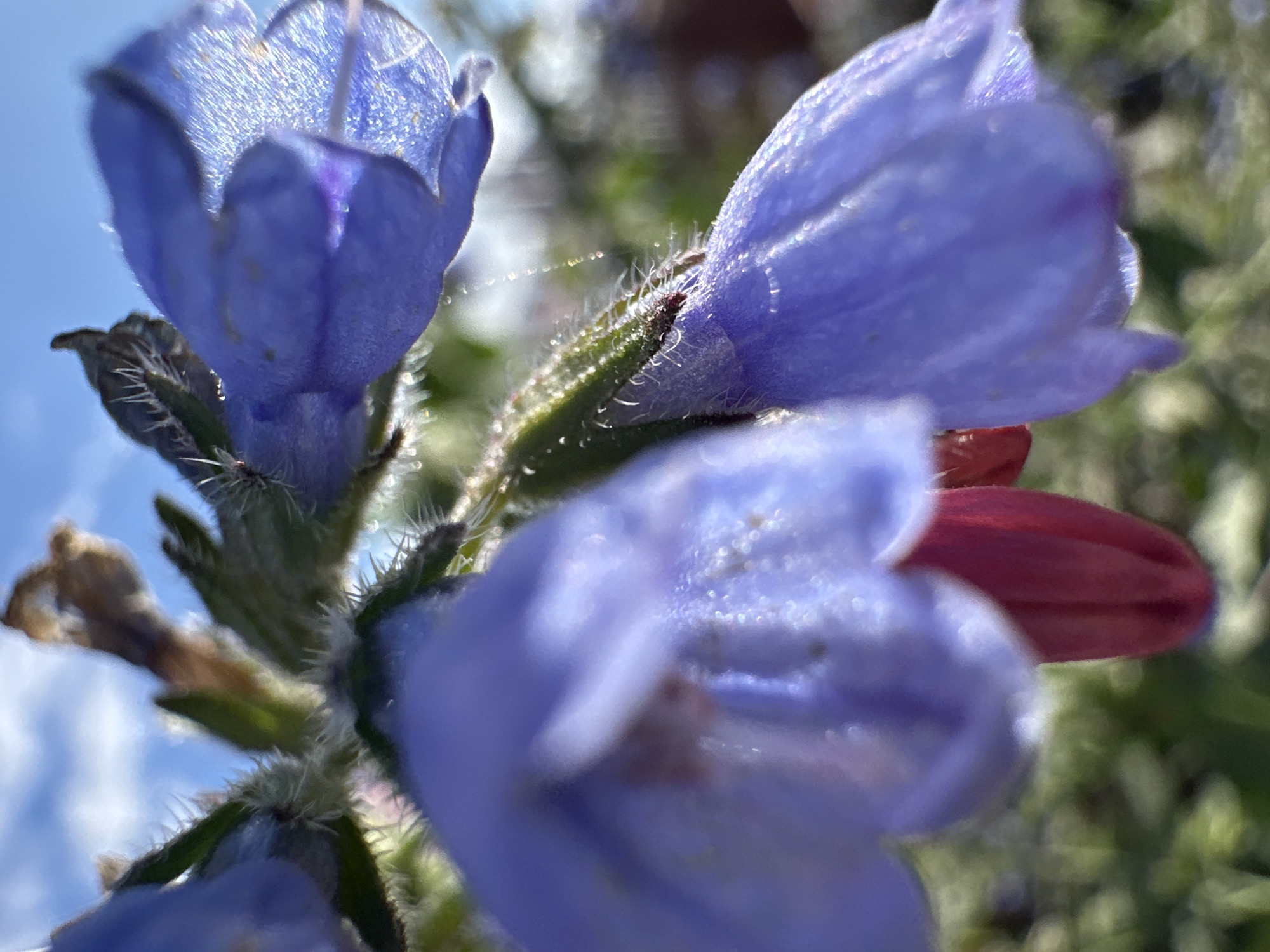 The image displays a close-up, low-angle view of blue, bell-shaped flowers with fuzzy stems and calyxes. The flowers are clustered together, with one prominent blossom in the foreground on the left, and another to its right. There is a hint of red color from an unseen flower or part of a flower beneath the foreground blossom. The background is a blurred mix of green foliage and a bright blue sky with white clouds. The lighting suggests it is daytime, with sunlight illuminating the petals and creating small sparkles, possibly from dew or fine hairs. There are no people, animals, or man-made objects visible in the image. The photograph appears to be taken outdoors in a natural setting, possibly a garden or wild area. The location in Yaroslavka, Russia is not discernable from the visual content of the image itself.