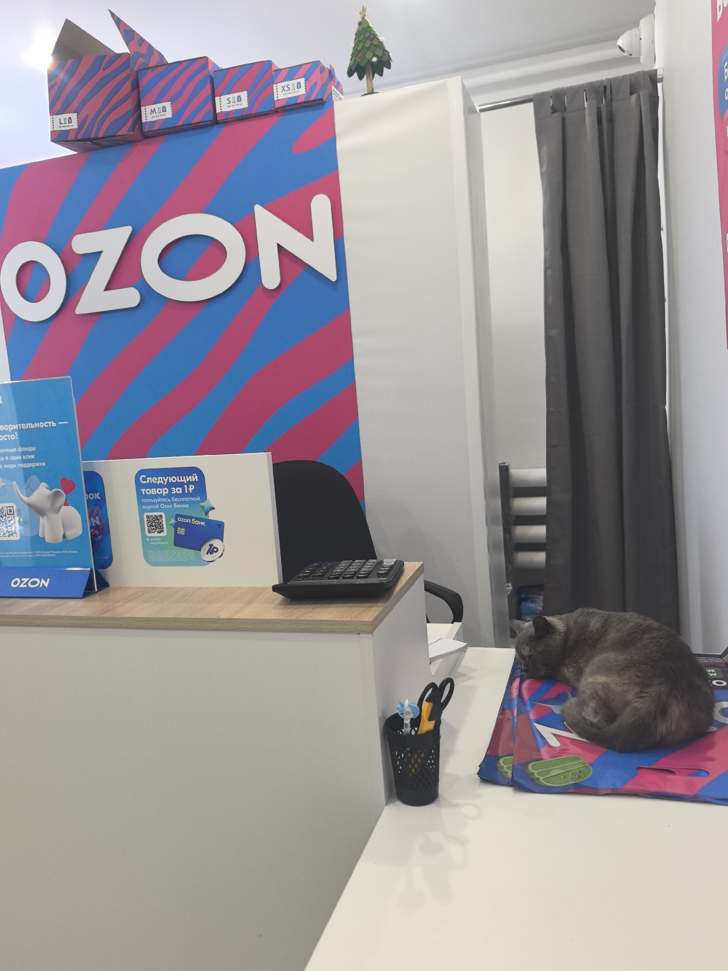 Here is a forensic description of the image:
The image presents a scene within an OZON pickup point in Noviy, Russia. The area appears to be the service counter. A large sign with the "OZON" logo, adorned with zebra-patterned pink and blue stripes, dominates the backdrop. Various sized cardboard boxes marked with clothing sizes (XS, S, M, L) sit atop the sign, along with a small Christmas tree decoration.
On the counter, there's informational signage and a calculator. A grey cat is asleep on a blue and pink OZON plastic shopping bag next to a pen holder containing pens and scissors. The background includes a fitting room with grey curtains, partially revealing a white interior and a metal chair.