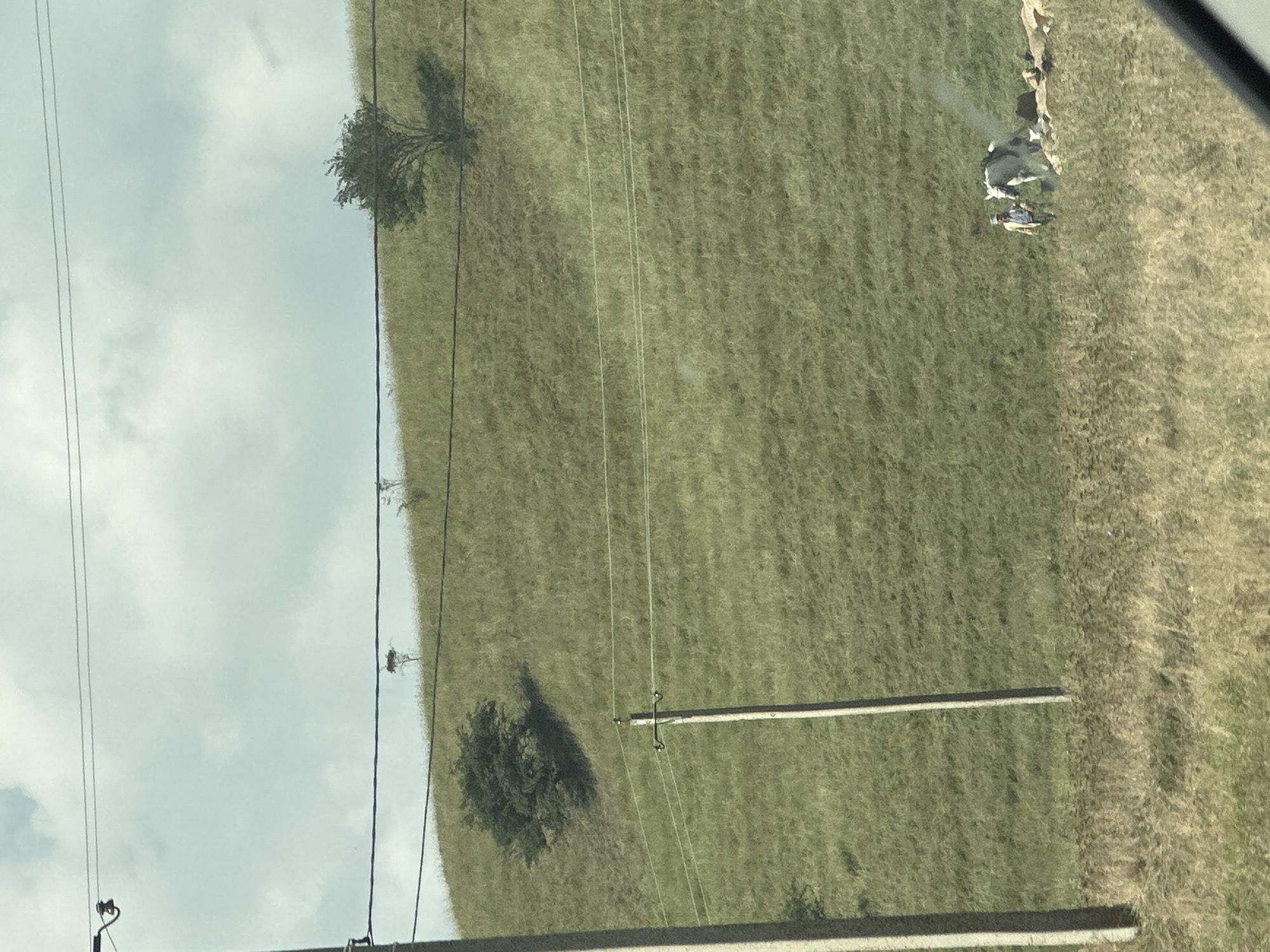 The image depicts a pastoral scene on a grassy hillside. In the foreground, a person is standing next to a white horse which appears to be in motion, kicking up dust. Several small animals, possibly goats or sheep, are clustered near the horse. The hillside is covered in lush green grass, with scattered trees. Power lines and utility poles are visible throughout the frame, suggesting the presence of human infrastructure in the rural environment. The sky is overcast with a mix of clouds. The overall impression is of a rural landscape with agricultural activity. There is no visible indication of the city of Khabez, Russia in the image.