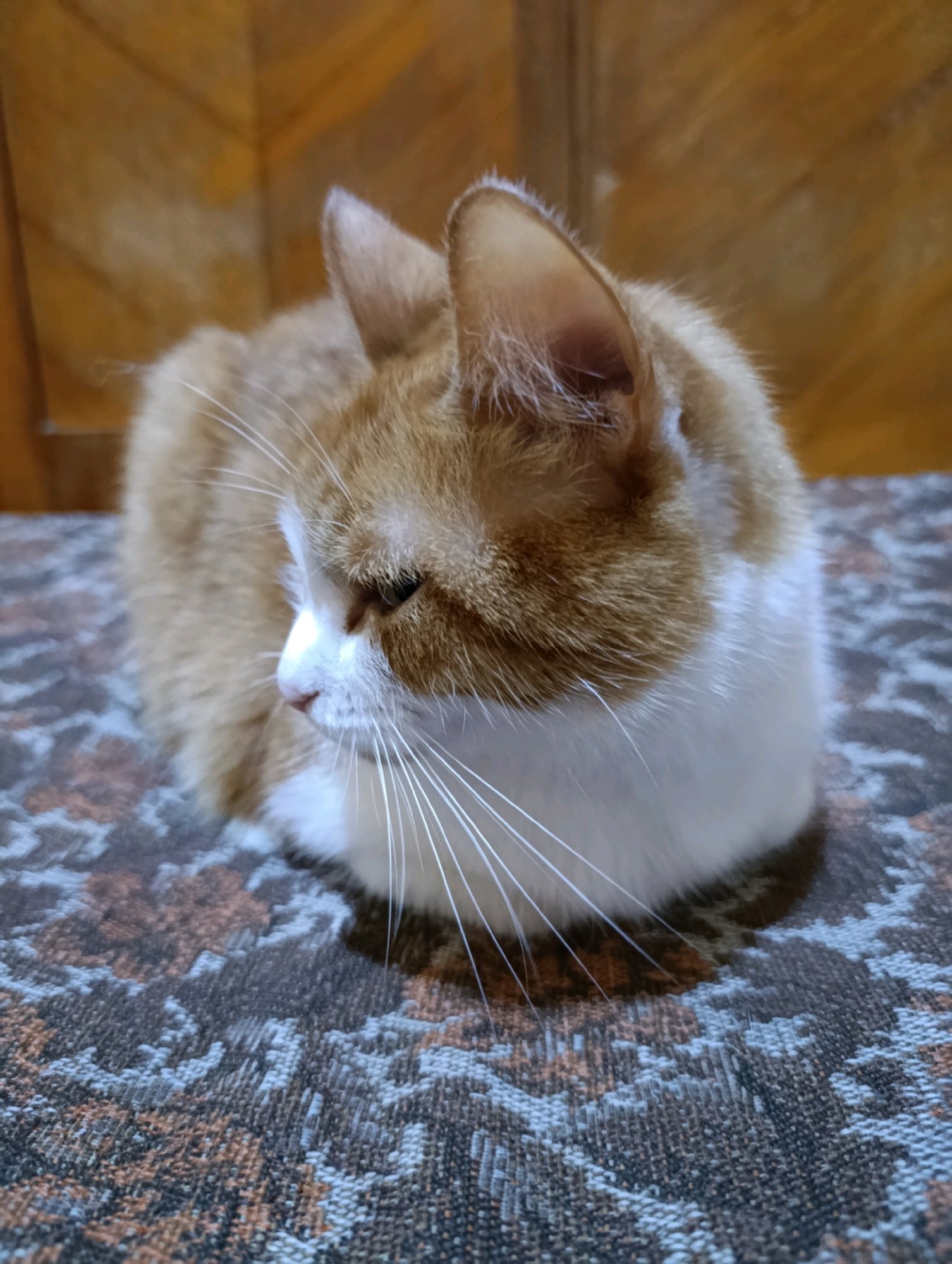 A ginger and white cat is curled up on a patterned surface, likely a rug or upholstery. The cat is facing to the right, with its eyes partially closed, giving it a relaxed appearance. Its fur is short and appears soft. The background consists of a wooden surface with visible grain. The lighting suggests an indoor setting. There is no indication of the city of Cherkasy, Ukraine, or any other specific geographical location.