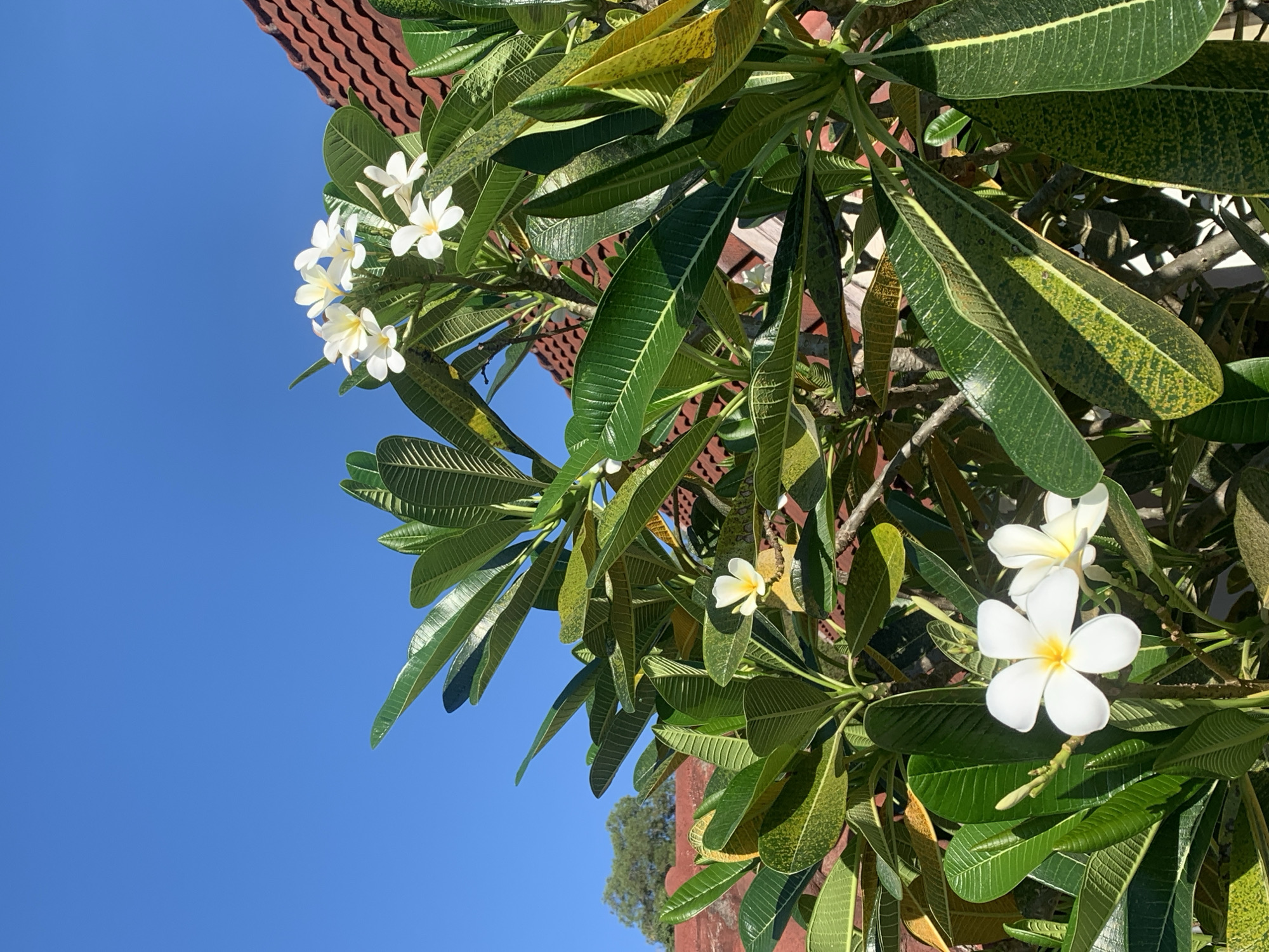 The image shows a cluster of white plumeria flowers with yellow centers, interspersed with large, green leaves. The leaves are textured with visible veins and some show signs of discoloration. A clear blue sky is visible in the background. In the top left corner, a portion of a red-tiled roof is seen. The image is taken outdoors in daylight, likely in the city of บ้านบางรักษ์, Thailand.