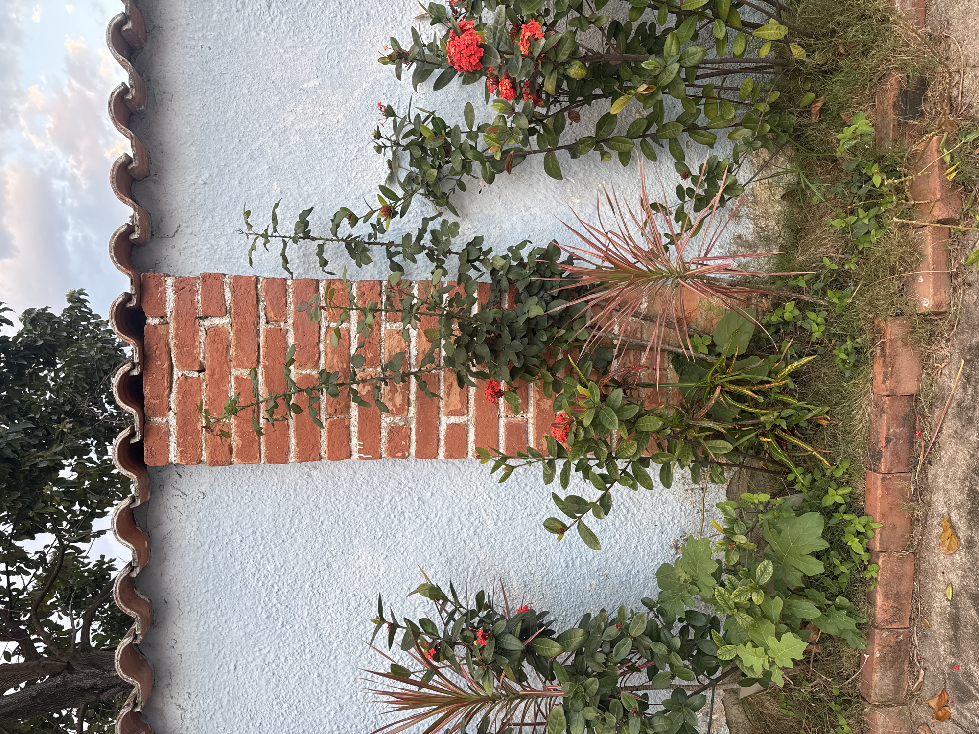 The image depicts a close-up of a textured, light blue stucco wall with a protruding brick column in the center. The top edge of the wall is capped with curved, reddish-brown roof tiles. Lush green foliage and several clusters of small red flowers grow around the base of the wall and climb onto the brick column. On the left side of the column, a plant with spiky, reddish-green leaves is visible, and to the right, another plant with similar foliage is present. The ground in front of the wall is covered with grass, fallen leaves, and a border of red bricks. A concrete surface is visible in the lower foreground. The sky above the wall is partly cloudy. This scene is consistent with the typical aesthetics found in residential areas of Niterói, Brazil.
