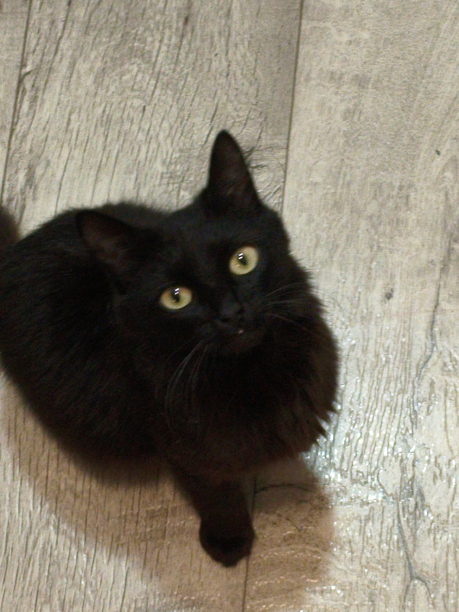 A black cat with yellow eyes is looking up at the camera. The cat is sitting on a light-colored wooden floor. The scene is dimly lit, and there is some glare on the floor.