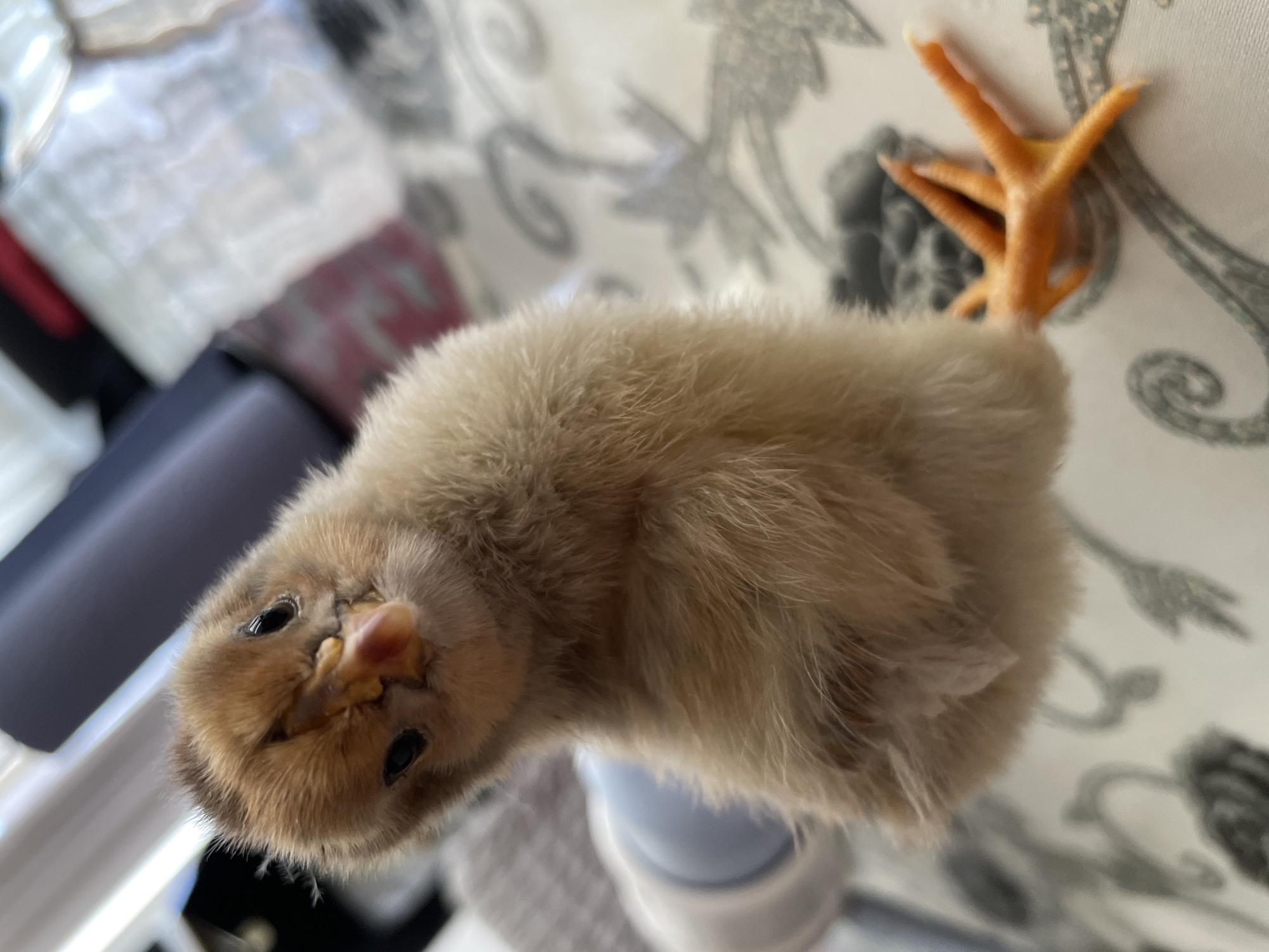 A close-up, high-angle portrait, captured in Zlatograd, Bulgaria, features a single, very young chick. The chick is covered in soft, light brown to tan downy feathers, with small, dark black eyes and a small, yellowish-pink beak. It looks directly at the camera with an inquisitive expression, its head slightly tilted. Its bright orange, scaled feet, showing distinct webbing, are visible in the upper right portion of the image, indicating an unusual orientation, possibly of the chick being held or resting awkwardly.
The background is blurred, but details such as a light-colored surface with a grey and black floral or vine pattern are discernible, suggesting wallpaper or a patterned fabric. Further in the background, out-of-focus shapes hint at an indoor setting, including a dark, possibly purple or blue, object and a white, reflective surface. A portion of a white cylindrical object is visible beneath the chick's body. The lighting is bright, consistent with an indoor environment during daytime or under artificial illumination. No text is visible in the image.