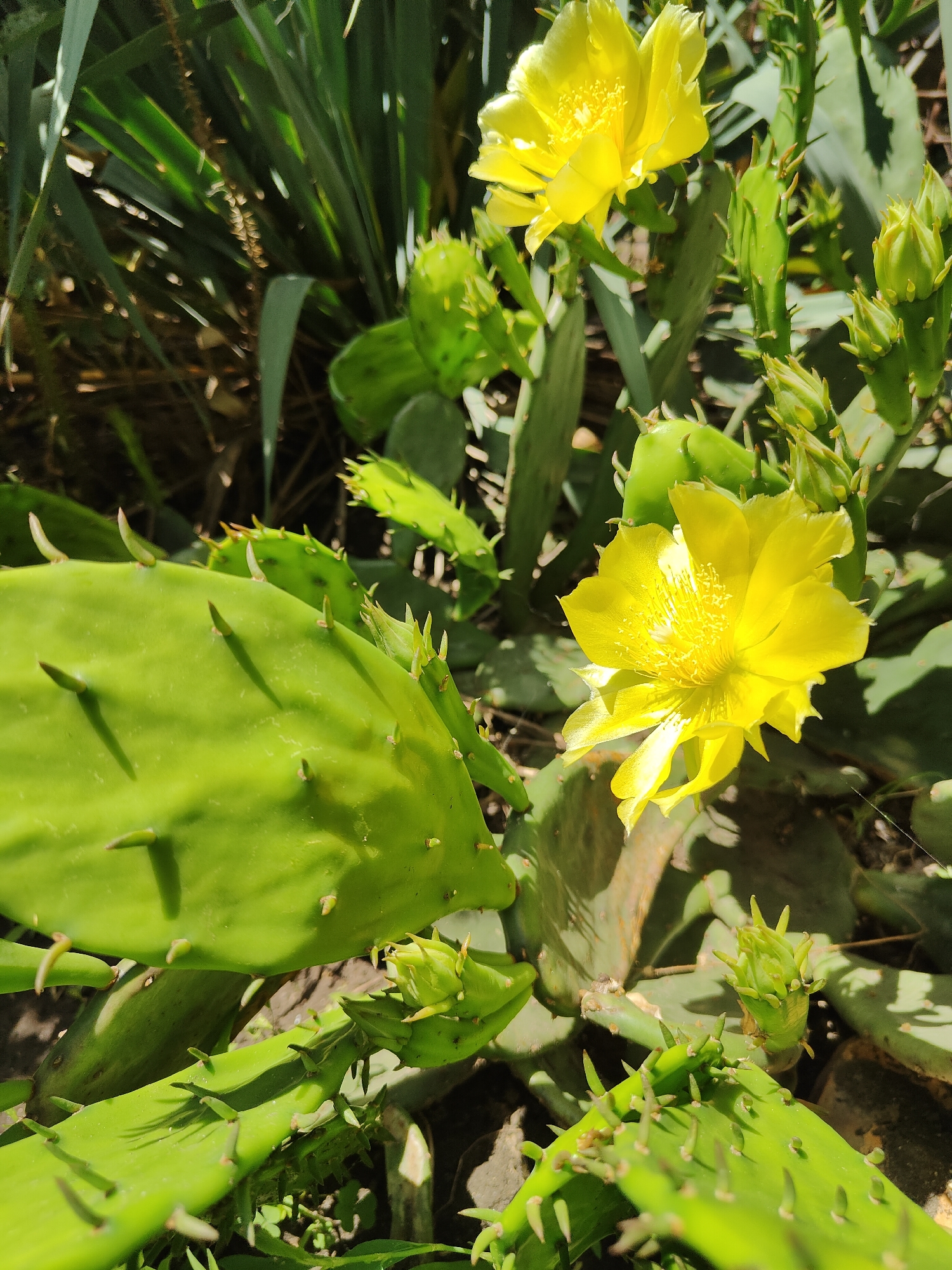 The image shows a close-up view of a prickly pear cactus with bright yellow flowers and several unopened buds. The cactus pads are a vibrant green and covered in sharp spines. In the background, there are long, spiky green leaves, possibly from a different plant. The scene appears to be outdoors, with sunlight casting shadows on the cactus and foliage. The presence of rocks in the lower right suggests a natural or cultivated garden setting. The image does not contain any people or visible signs of human activity, and no specific location in Kryvyi Rih, Ukraine, is identifiable from the visual information provided.