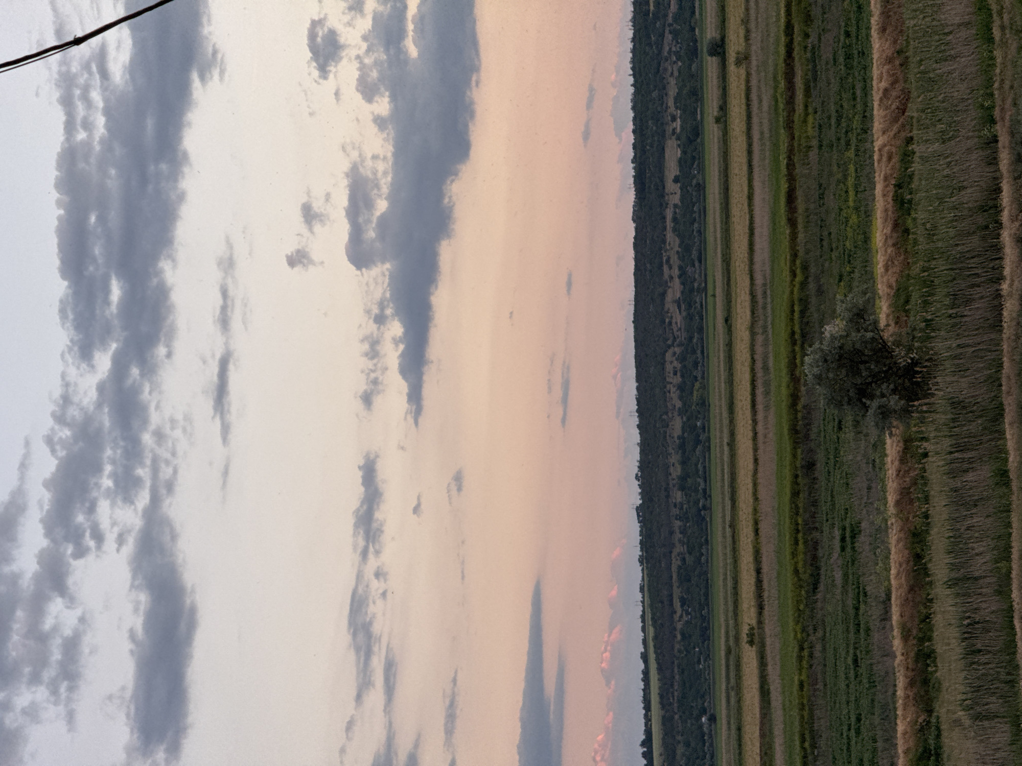 An outdoor, eye-level, medium shot captures a twilight landscape with fields and a dusky sky. In the foreground, tall, dry grasses extend horizontally across the frame, interspersed with green and brown reeds. Behind this, a series of neatly divided fields are visible, displaying varying shades of green, yellow, and brown. A small, bushy tree stands in the middle ground. Further back, a gently sloping hill is covered in dense, dark green foliage and dotted with scattered trees. A power line is partially visible in the upper right corner of the image. The sky above is a soft gradient of pink and pale blue, with scattered grey clouds.