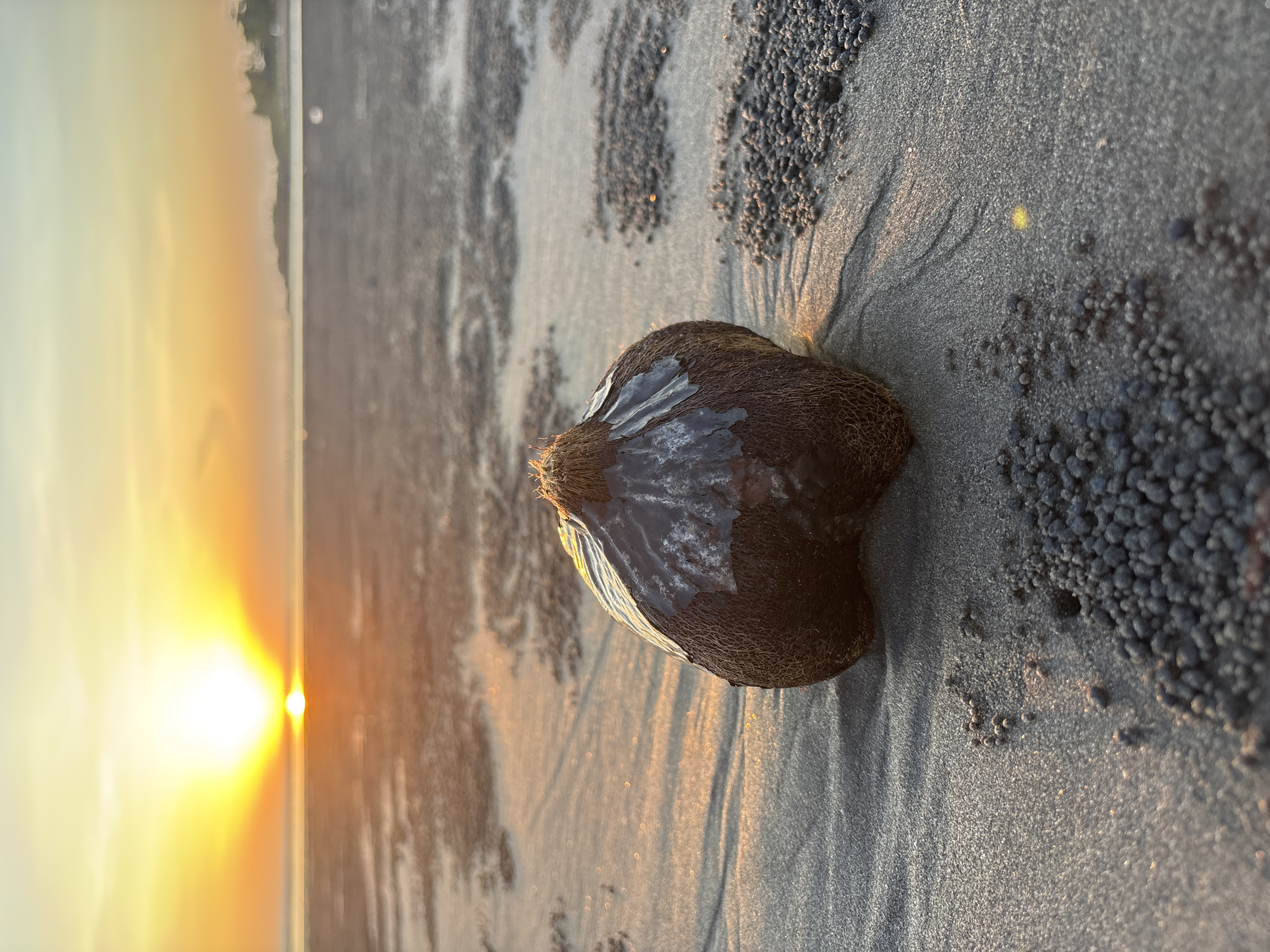The image depicts a coconut on a beach in Kerambitan, Indonesia, at sunset. The coconut is dark brown and wet, lying on gray sand. Around the coconut are clusters of small, dark spheres, possibly sand balls created by crabs. The setting sun is visible on the left horizon. The light is reflected in the wet sand.
