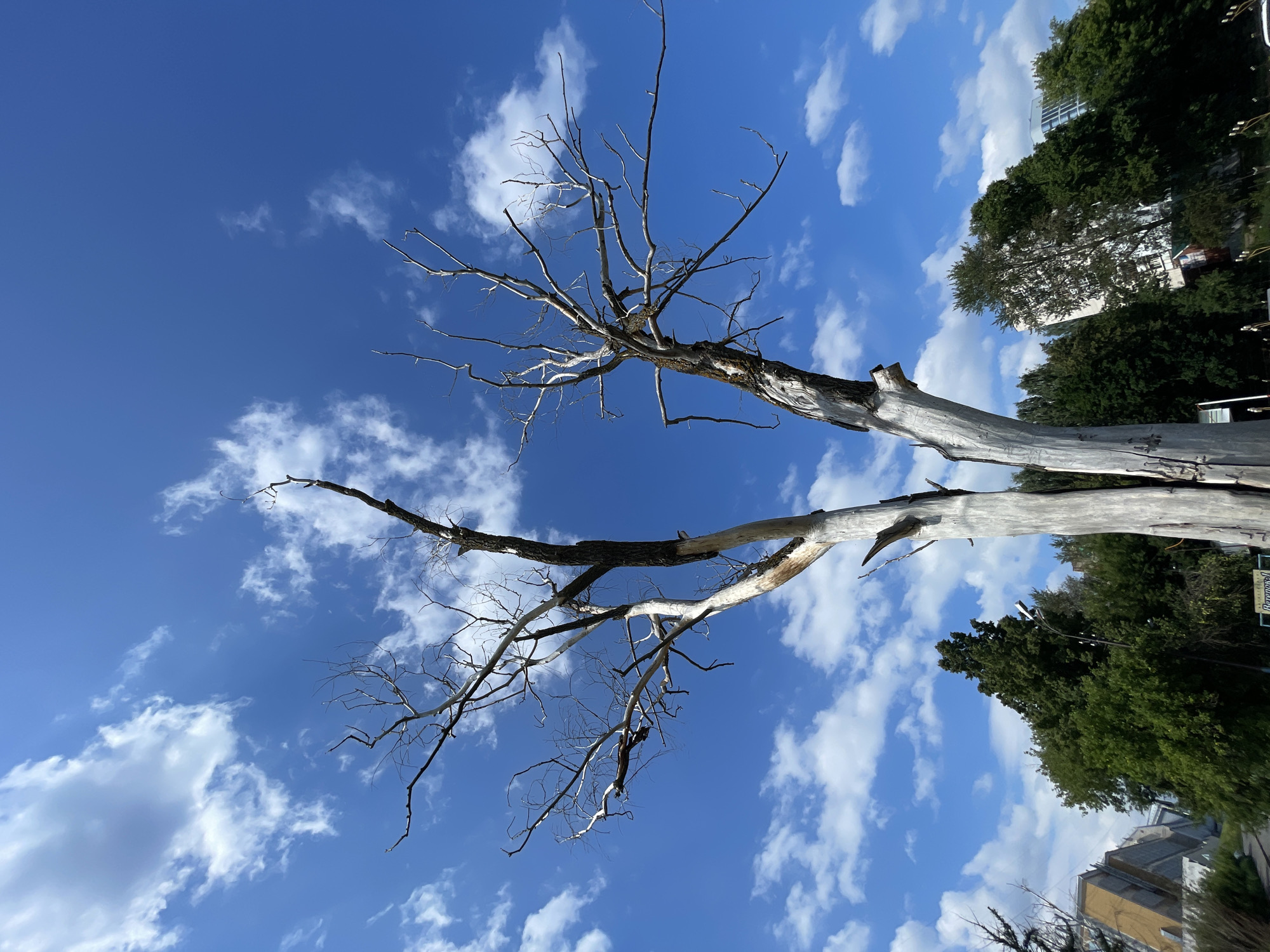 The image shows a dead, light-colored tree with a dark charred trunk, standing against a bright blue sky with scattered white clouds. The tree's branches are bare and extend upwards. In the background, there are green trees and some buildings, suggesting an urban or suburban environment. The lower part of the image reveals glimpses of a path and some vegetation. The overall scene is dominated by the contrast between the stark, dead tree and the vibrant, lively sky. Based on available information, this tree is located in Izhevsk, Russia, specifically in a park area near the Friendship of Peoples monument. The area is known for its memorial and green spaces.
