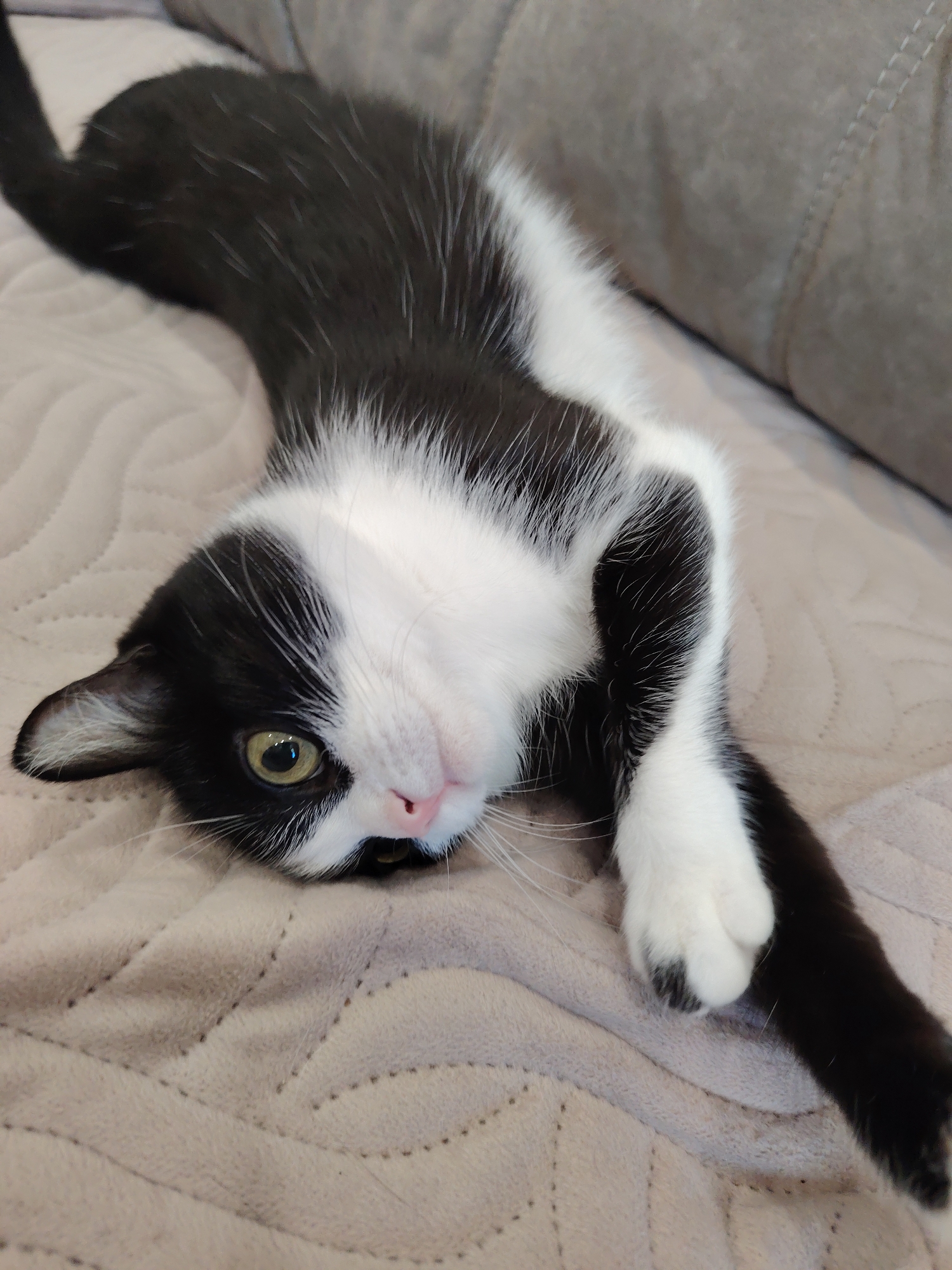 A black and white cat is lying on a beige blanket. The cat is stretched out, with its head tilted to the side and one paw extended. The blanket has a quilted pattern. The cat is indoors, likely on a bed or couch.