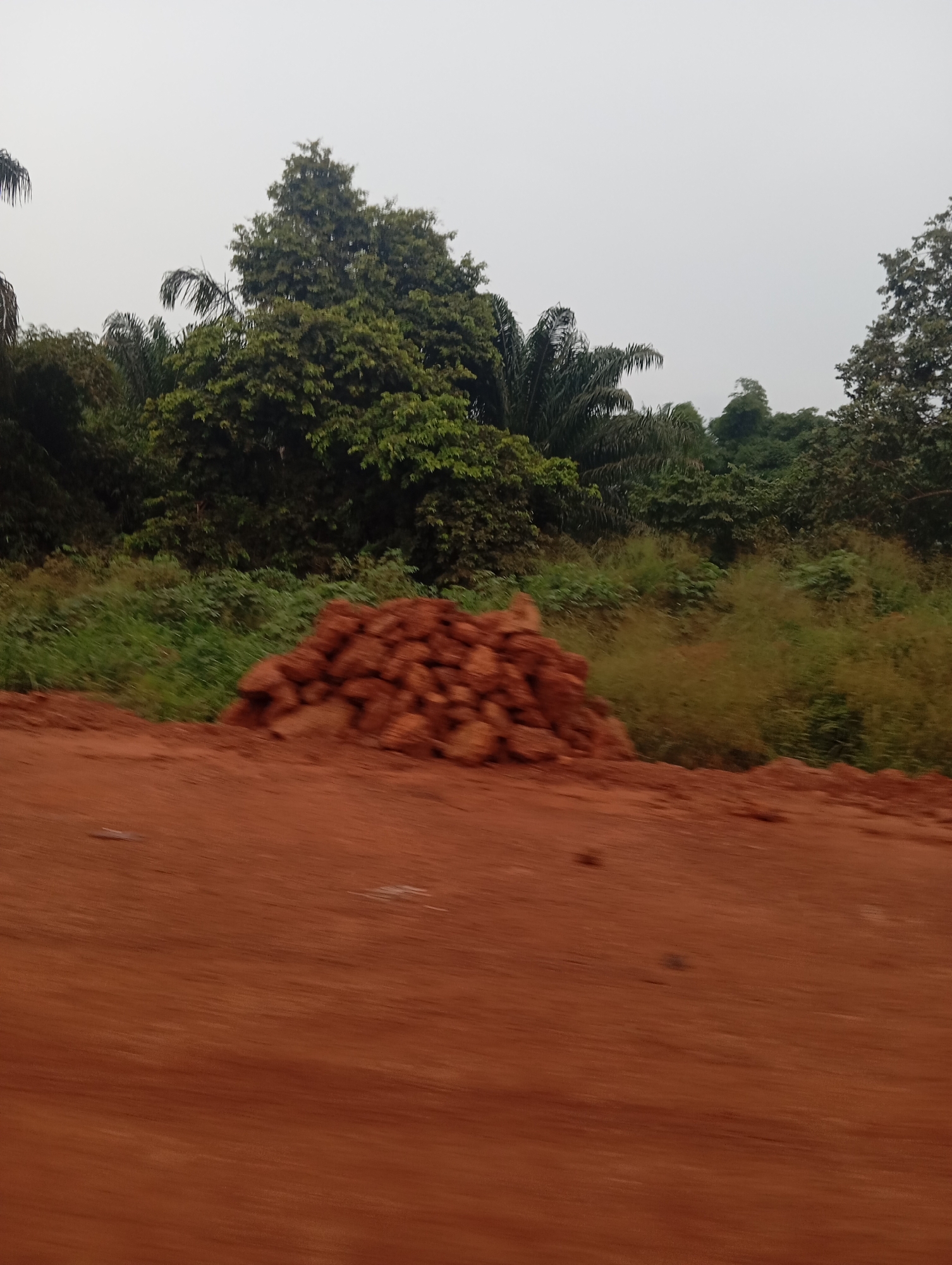 The image shows a scene likely on the outskirts of Nsukka, Nigeria, characterized by a rural or semi-rural environment. In the foreground, a mound of reddish-brown soil or gravel is visible, suggesting recent construction or earthmoving activity. The ground itself appears to be composed of the same reddish soil, with a blurred effect indicating movement, possibly from a vehicle.
Behind the soil mound, there is a dense line of vegetation. This vegetation includes tall grasses and bushes, predominantly green, with some areas appearing more dried or autumnal. Further back, a thick canopy of trees forms a backdrop. These trees are a mix of broadleaf species and palm trees, indicative of a tropical or subtropical climate. The foliage is lush and varied in shades of green.
The sky is overcast, with a pale, diffused light. There are no visible people or animals in the frame. The overall impression is one of a natural landscape being altered by human activity, typical of areas undergoing development or infrastructure work. The color palette is dominated by earthy reds and greens, with the muted sky contributing to a somewhat subdued atmosphere. The composition suggests the photograph was taken from a moving vehicle.