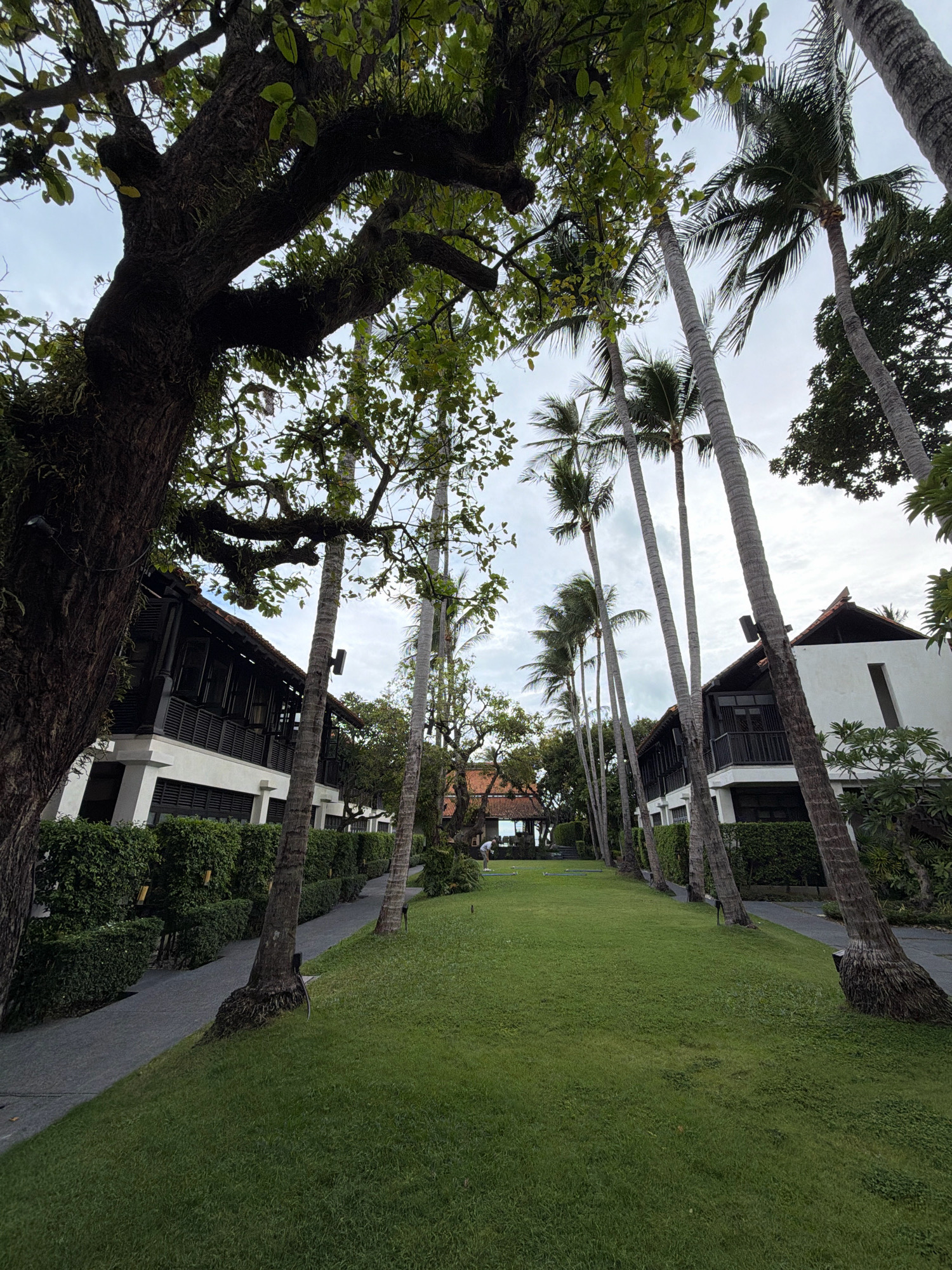 The image depicts a lush green lawn in front of a resort or hotel in the Ko Samui District of Thailand. Tall, slender palm trees line a paved walkway that separates the lawn from a white building with dark-tiled roofs and dark shutters. Another building with a similar architectural style is visible in the distance to the left. The large tree on the far left of the image has a thick, dark trunk and branches covered with moss and epiphytic plants. The sky is overcast. A person is partially visible in the distance on the far left, appearing to be engaged in an activity on the lawn, possibly playing a game like croquet.