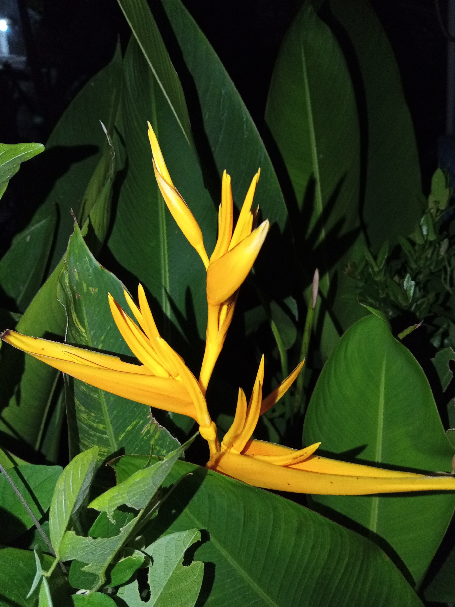 A close-up photograph taken at night depicts a vibrant yellow Heliconia flower in full bloom, set against a backdrop of large, dark green leaves. The leaves display prominent venation. The photograph, possibly taken in a garden or outdoor setting in the city of Lhokseumawe, Indonesia, captures the contrast between the bright flower and the dimly lit environment.
