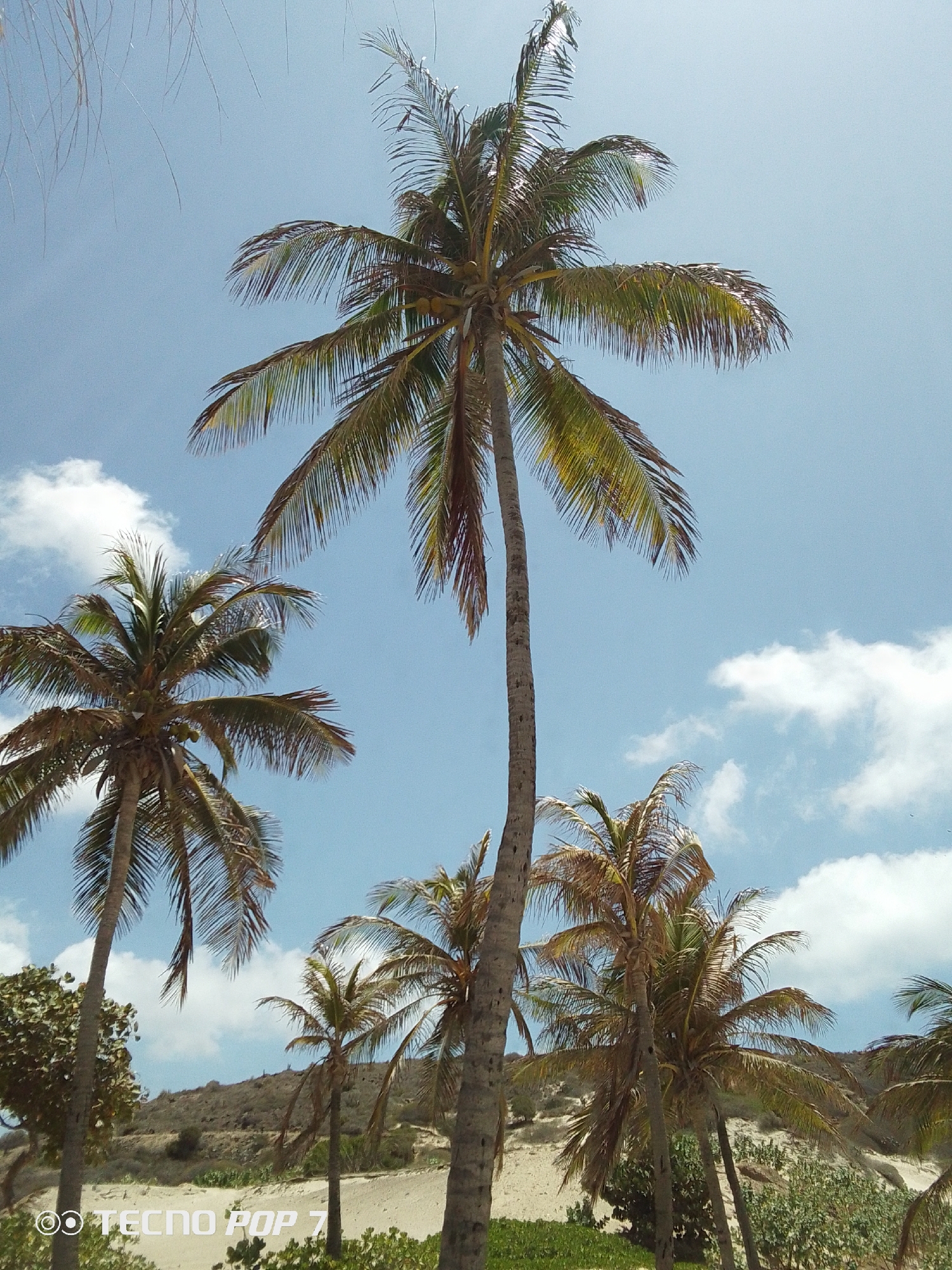 The image depicts a scene in Pedro González, Venezuela, featuring several palm trees against a backdrop of a partly cloudy, bright blue sky. The trees are of varying heights and maturity, with the tallest one centrally positioned. A sandy dune with sparse vegetation is visible in the background, indicating a coastal environment. The image seems to be taken during the daytime, with ample sunlight illuminating the scene. The base of the image has grass and bushes. The "TECNO POP 7" watermark is visible in the lower-left corner of the image.