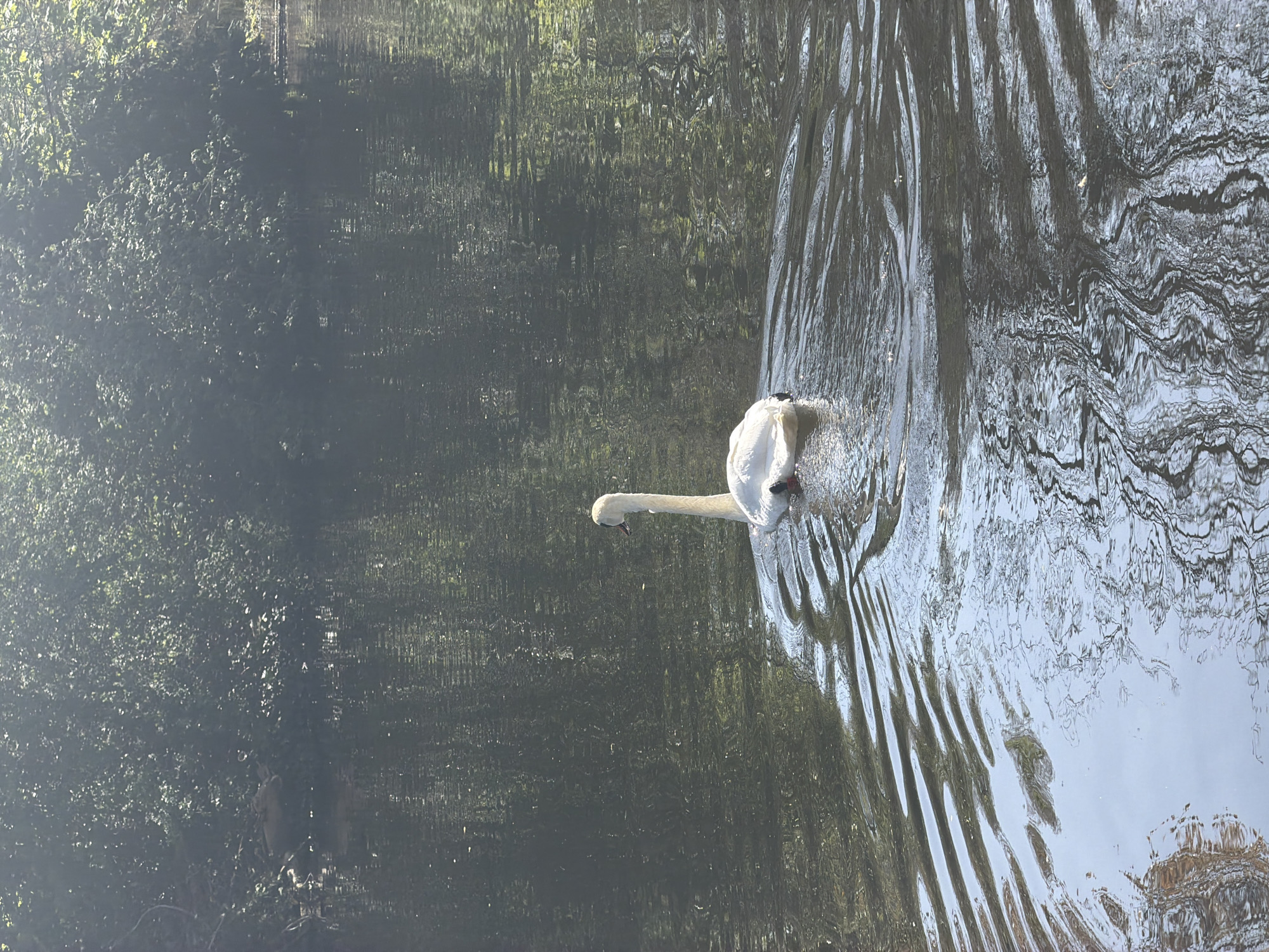 A white swan is captured swimming in a body of water. The swan's head is visible, and it creates ripples as it moves through the water. The water's surface reflects the surrounding environment, showing what appears to be vegetation or trees. The location is in the city of Unknown, Unknown.