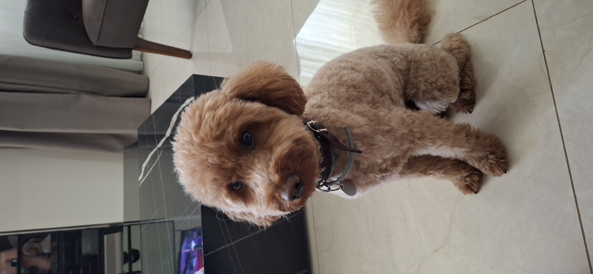 A light brown toy poodle is sitting on a tiled floor in an indoor setting. The dog is facing forward with its head slightly tilted. It has dark eyes and a dark nose, and its fur is curly. The poodle is wearing a dark brown collar with a silver buckle and a circular tag. Behind the dog, a black and reflective coffee table is visible, with a glimpse of a television screen on its surface. Further in the background, grey curtains hang, and a portion of a dark upholstered chair with wooden legs can be seen. The overall environment appears to be a modern living space. The image is well-lit and focused on the dog.