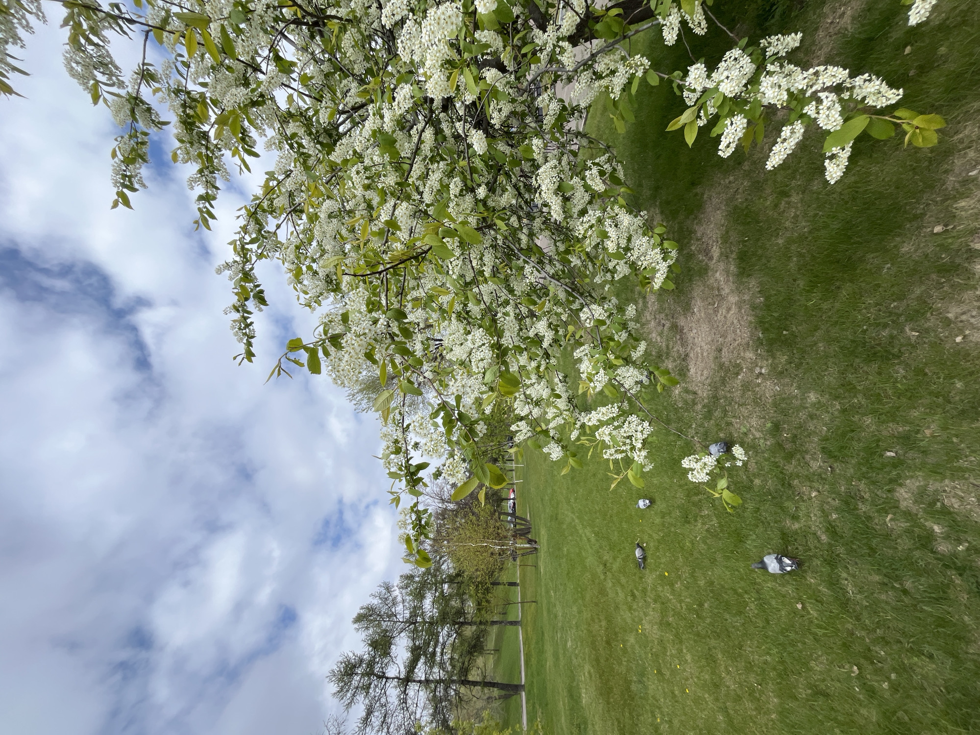 The image captures a scene in a park in Krasnoyarsk, Russia. A tree with white blossoms is prominently featured in the upper part of the frame, some of its branches extending over the grassy ground below. Patches of less dense vegetation are visible on the ground. Several pigeons are scattered on the grass. In the background, a line of trees runs along a pathway. Beyond this, additional trees are visible under a sky with white clouds.