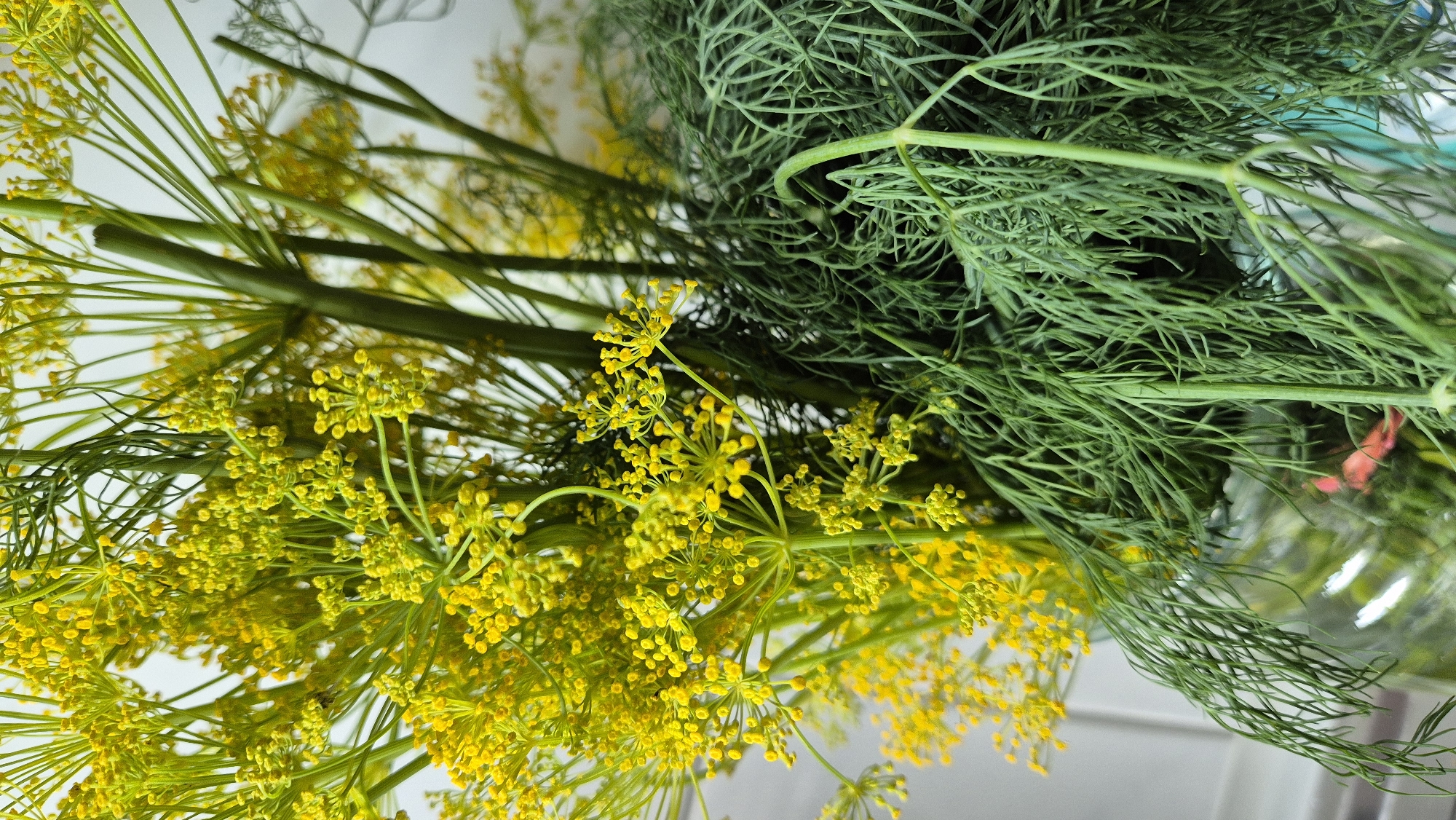 A close-up, eye-level shot showcases a bouquet of fresh dill in a clear glass jar. The dill is divided into two distinct parts: the feathery green fronds on the right, and the delicate yellow flowers on the left, with thick green stems interspersed throughout. The background is softly blurred, revealing hints of a light-colored wall and possibly tiles, suggesting an indoor setting, possibly a kitchen or a florist's shop. The lighting is bright and natural, highlighting the vibrant green of the dill and the cheerful yellow of the blossoms. The image is sharp and detailed, focusing on the texture and form of the herbs. The specific location in Miltenberg, Germany, cannot be determined from the visual information provided.