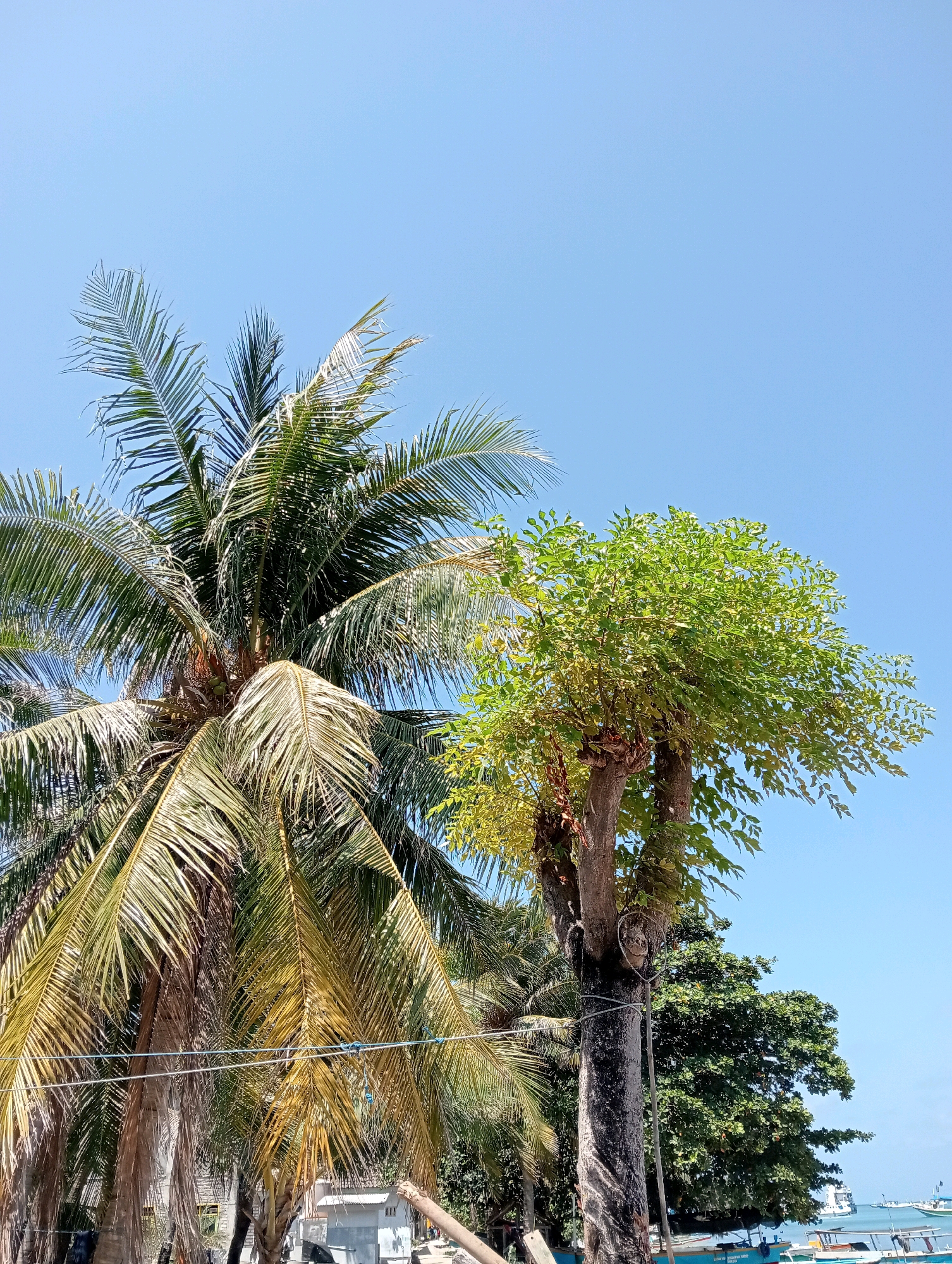 In the city of Pagerungan Kecil, Indonesia, a scene unfolds under a clear blue sky. The foreground is dominated by the lush greenery of two trees, a tall coconut palm on the left with its fronds reaching upwards, and a deciduous tree on the right with a full canopy of vibrant green leaves. Their trunks are textured and rough, with some branches of the deciduous tree pruned, revealing bare wood. Wires are strung between the trees, adding a man-made element to the natural landscape. In the background, glimpses of buildings, smaller trees, and a body of water with several boats suggest a coastal or lakeside setting. The overall impression is one of a bright, sunny day in a tropical environment.