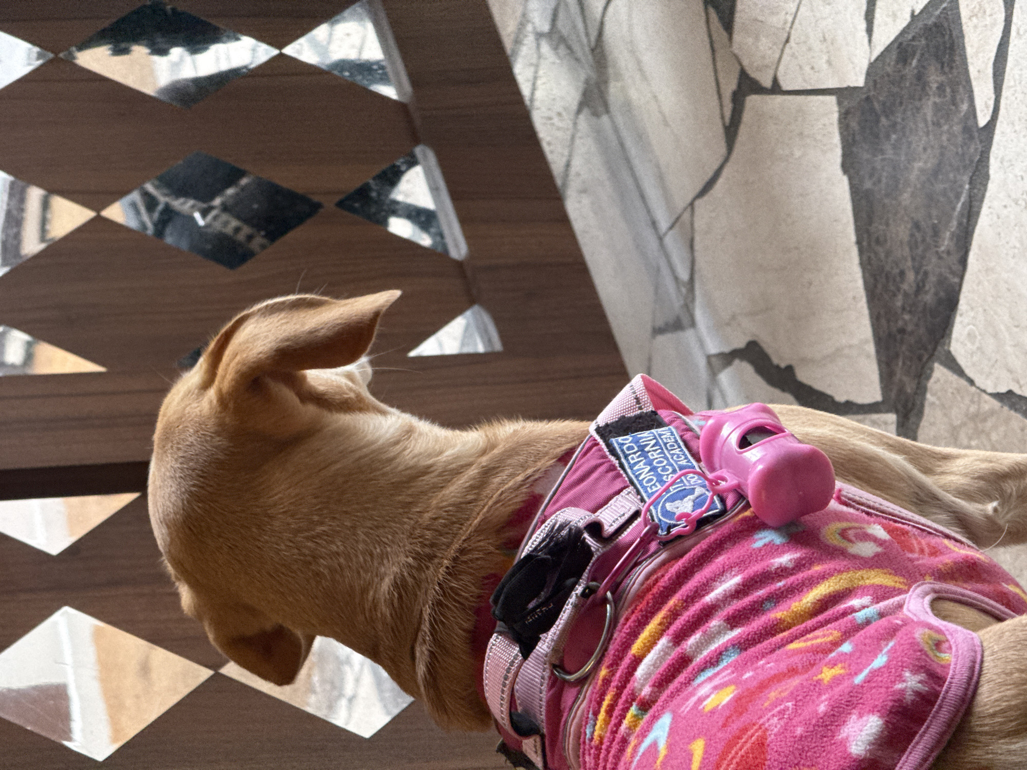 A tan dog is seen from above and behind, wearing a pink harness and patterned sweater. The harness has a small tag that reads "LEONARDO DICORNIA ACADEMY," and a pink plastic object is attached to it. The dog is standing on a surface with a diamond pattern that has mirrored sections. The background appears to be a wall with irregular stone tiles. There are no people visible. There is no indication of the city of Paris, France.
