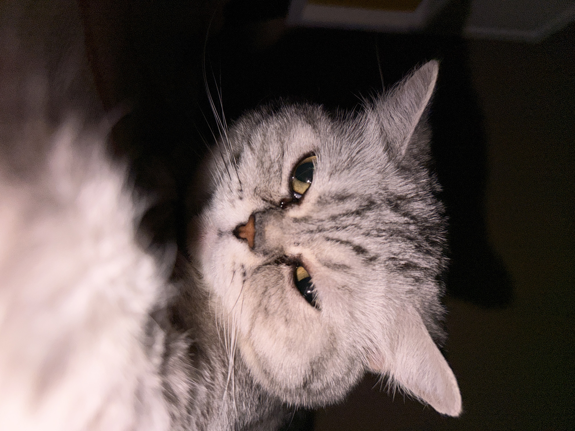 An close-up, angled shot captures the face and upper body of a domestic cat. The cat, appearing to be a silver or grey tabby with white fur on its chest and underside, is lying down and looking towards the camera with its head tilted. Its fur is dense and appears soft, with distinctive tabby stripes visible on its forehead, cheeks, and around its eyes. The cat's eyes are a striking greenish-yellow, partially closed but still observant. Its nose is a soft pinkish-brown, and long white whiskers extend from its muzzle.
The lighting is dim, casting much of the background into deep shadow, suggesting an indoor setting or low-light conditions, possibly during the evening or night. The background is out of focus, emphasizing the cat as the sole subject. No specific location cues are visible within the image itself, other than the provided context of Chaikovsky, Russia. The cat's expression is calm and somewhat sleepy, yet alert, with a slightly contemplative gaze. There is no visible text in the media file.