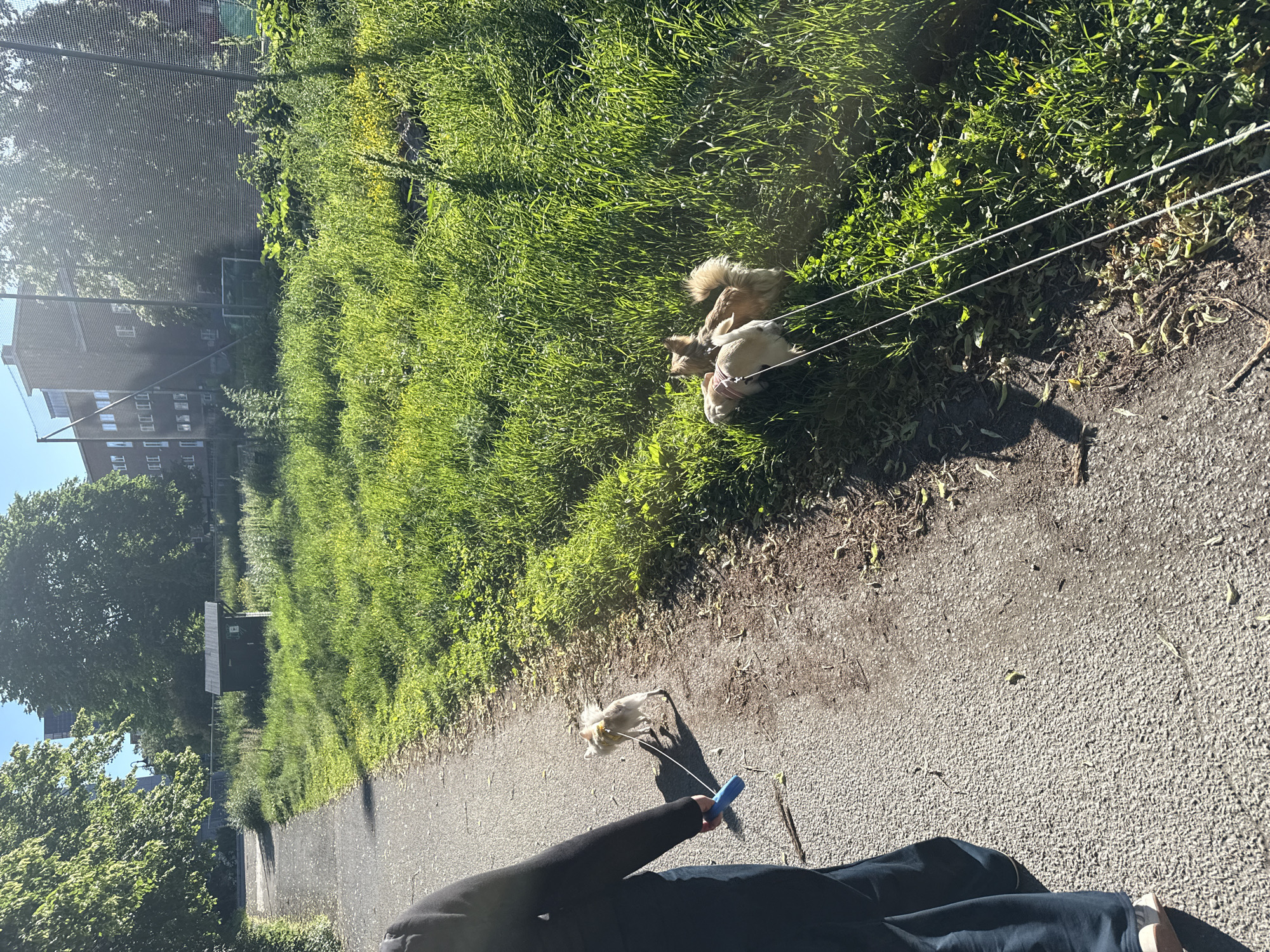 A person wearing a dark top and dark pants walks on a paved path next to a grassy area in Oslo, Norway. The person is holding the leash of a small, light-colored dog that is walking on the path. Further ahead, on the grass, are two more small dogs, one light-colored and one with brown and tan fur, also on leashes. In the background, there is a dark-colored shed and a fence. Beyond the fence, a building with multiple windows is visible, suggesting an urban or suburban setting. The area is green and appears to be a park or open space within the city. The lighting suggests it is daytime, likely sunny.