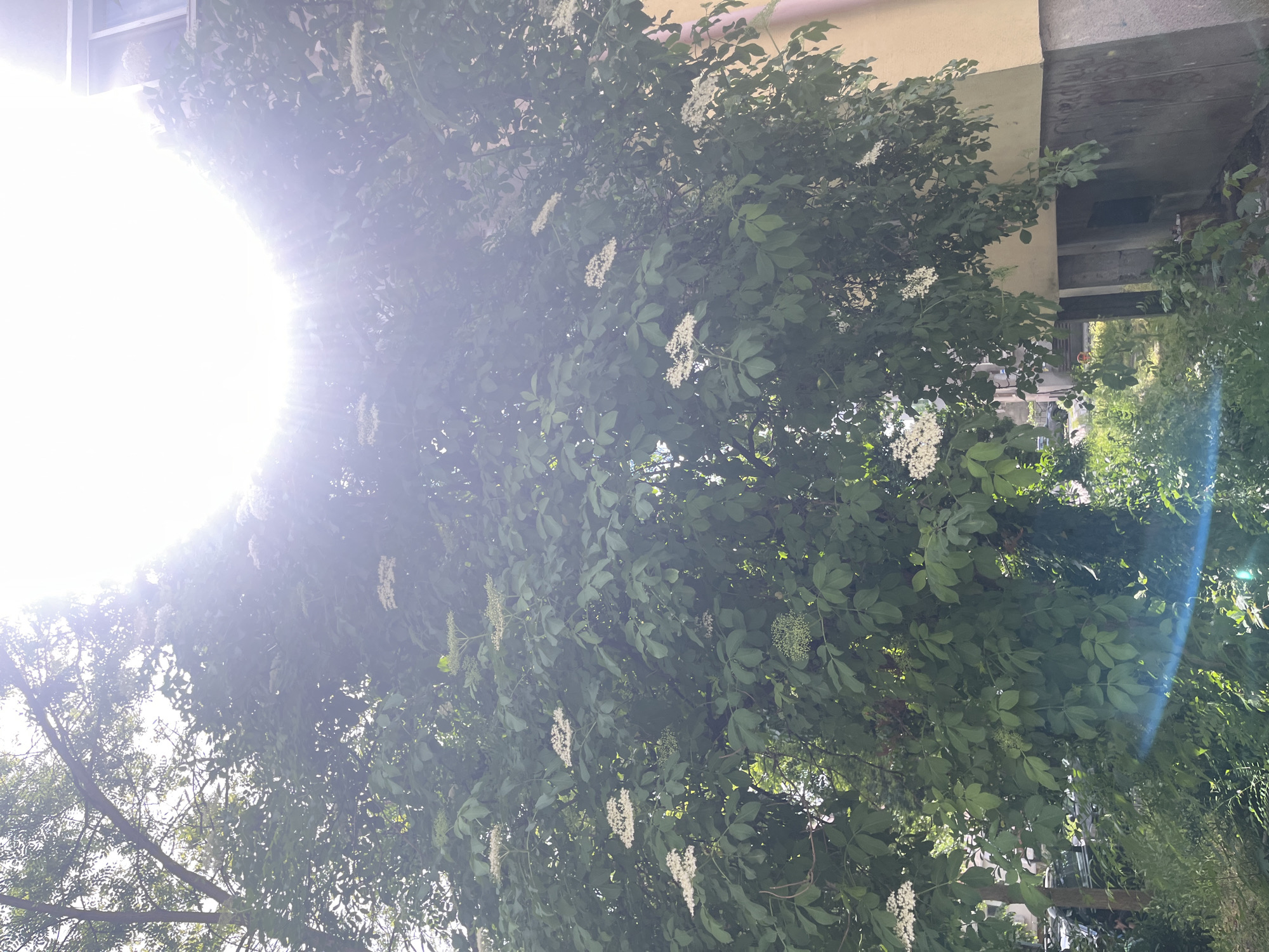 The image shows a tree with green leaves and clusters of white flowers, possibly elderflower (Sambucus), illuminated by strong sunlight from the left. A building, likely residential, is partially visible behind the tree. The location is likely Plovdiv, Bulgaria, inferred from the user's prompt. The composition includes green foliage, light-colored walls, and a bright light source.