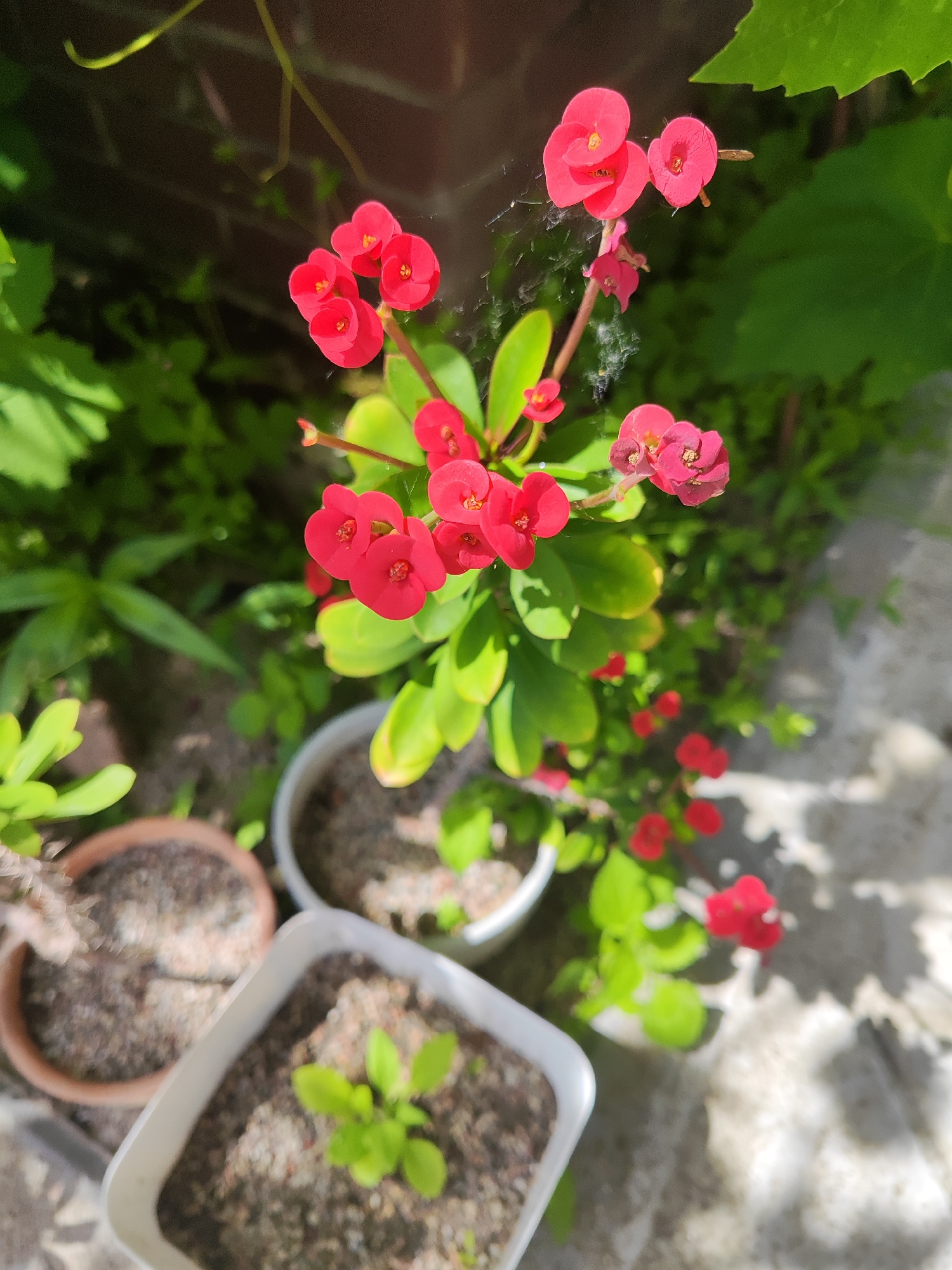 A high-angle, slightly tilted shot captures a cluster of vibrant pink Crown of Thorns flowers with green leaves, in focus, against a blurred background of a garden. Three potted plants are visible in the foreground, two with soil and one with a small green sprout. The environment appears to be outdoors, with sunlight casting shadows on a concrete surface. No people are present in the image. The overall scene suggests a domestic garden setting.