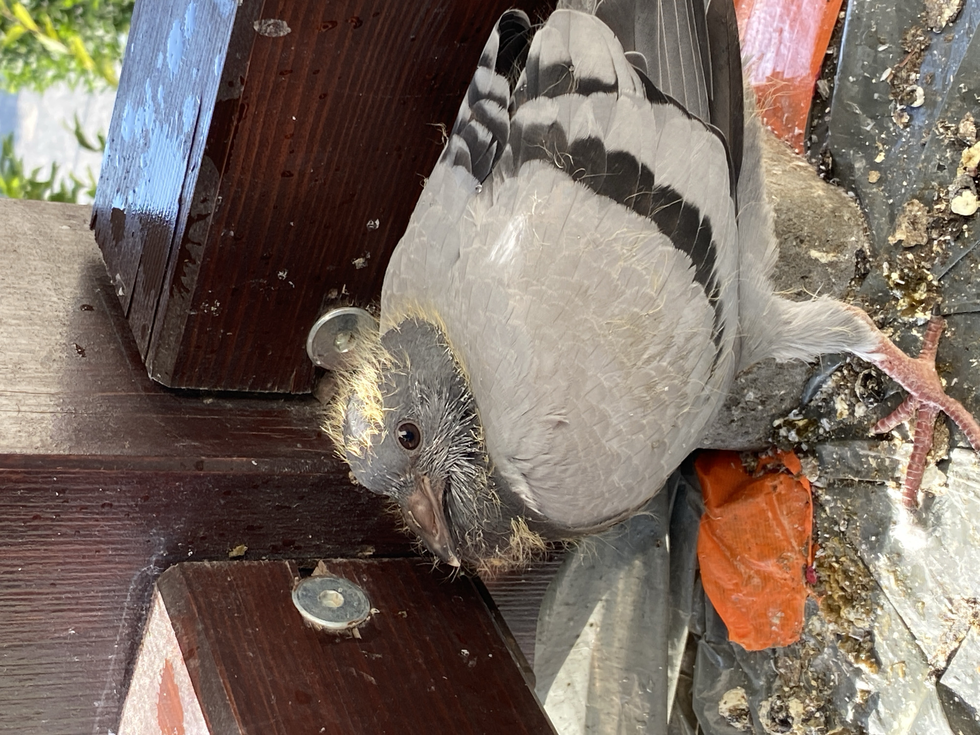 The image shows a young pigeon, likely a fledgling, resting on a rough, grey surface. The pigeon is primarily grey with black markings on its wings and downy yellow fuzz on its head. It is situated next to dark brown wooden structures, which appear to be part of an outdoor railing or furniture. There are visible water droplets on the wooden surfaces, suggesting recent rain or moisture. The ground beneath the pigeon is covered with a grey plastic sheeting, scattered with debris, including bird droppings and a crumpled orange plastic object. The overall environment appears to be an outdoor setting, possibly a balcony or patio, in the city of Buk, Poland.