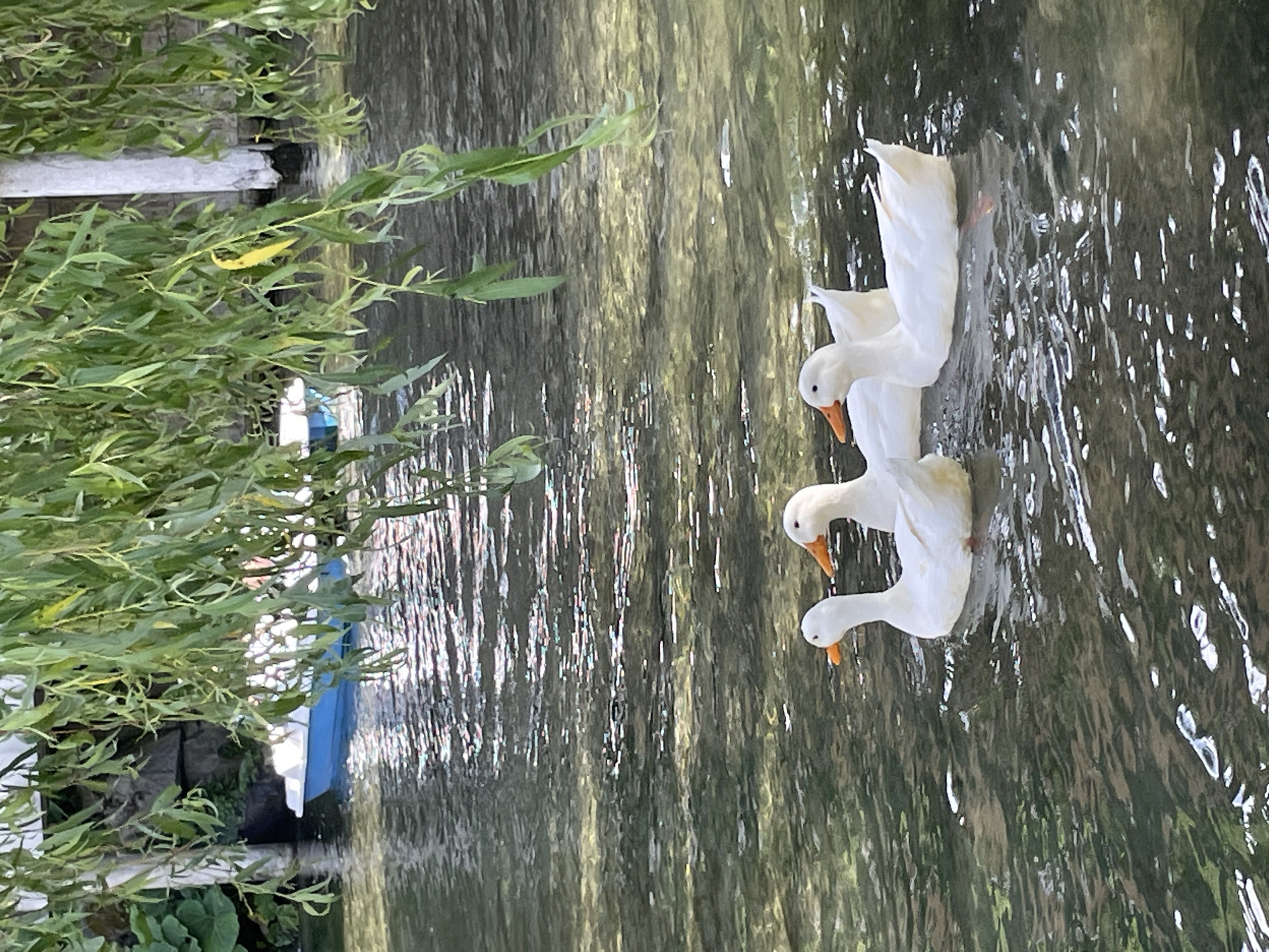 Three white ducks with orange beaks swim in a body of water. They are partially obscured by hanging green willow branches. In the background, a small blue and white boat is visible on the water, near a stone structure. The water is rippling and reflects sunlight.