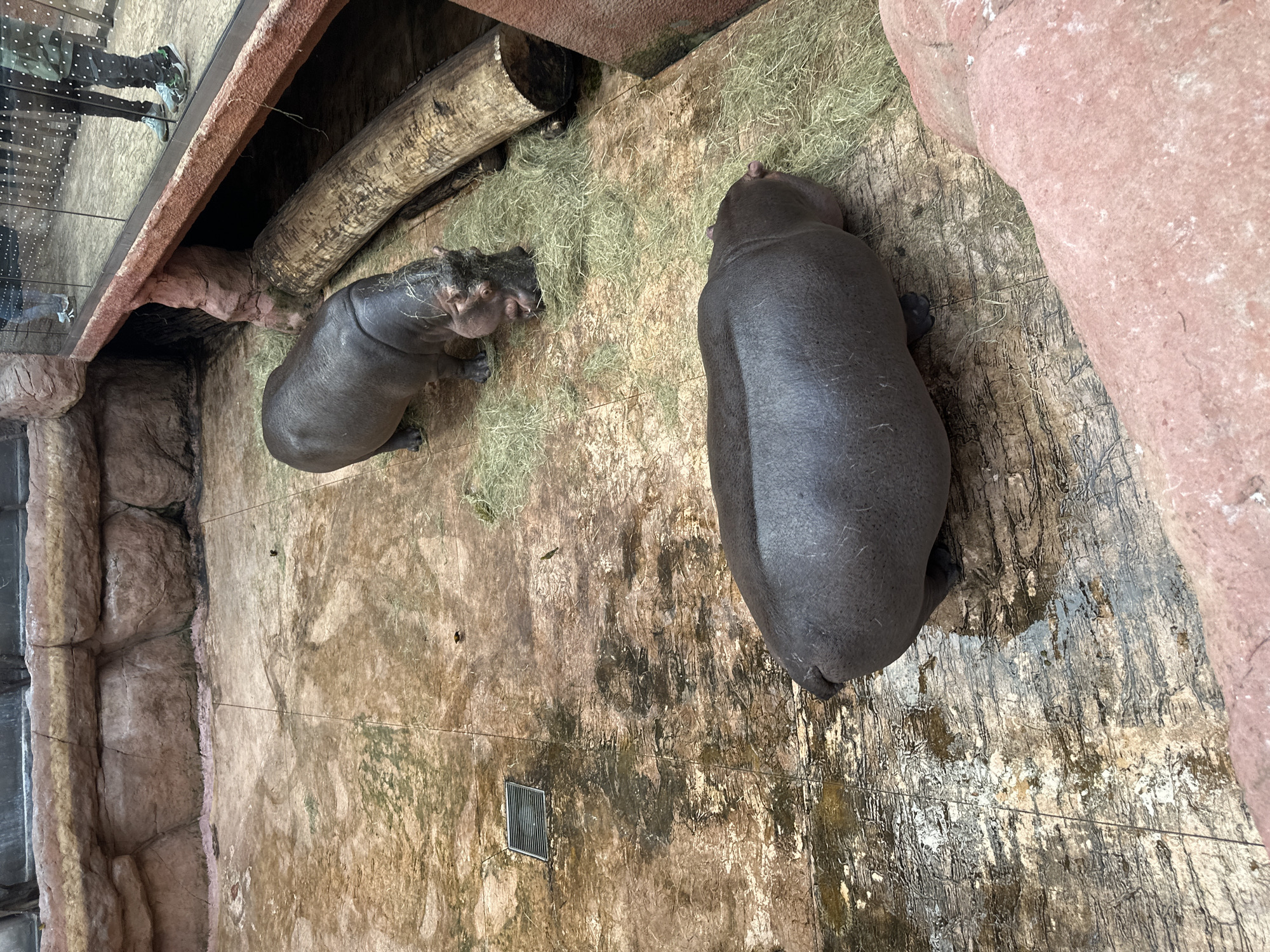 Two pygmy hippopotamuses are observed indoors, likely within an enclosure. One hippopotamus is smaller and lies near a log, while the other is larger and positioned on a damp surface. The environment appears to simulate a natural habitat with a rocky enclosure wall. The location is likely the Wrocław Zoo in Wrocław, Poland, based on the presence of pygmy hippopotamuses which are kept there. A person's reflection is visible in a glass panel. Hay is scattered on the floor. The floor is tiled with faux wood or stone with a metal drain in the lower left.