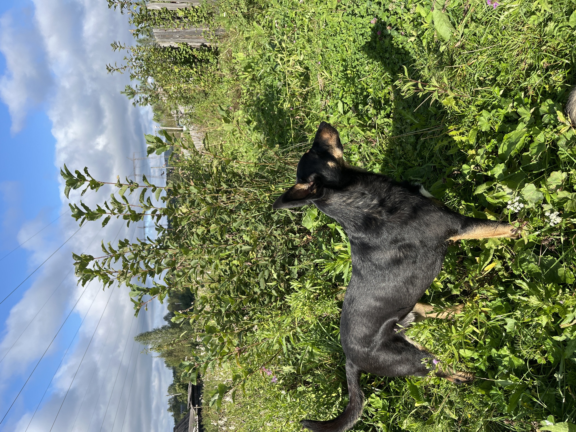 A medium-sized, short-haired black and tan dog stands in tall green grass and weeds under a partly cloudy blue sky. The dog is facing to the right, with its head slightly lowered as if sniffing the ground. Its ears are pointed upwards, and its tail is curved. In the background, there are several leafy green bushes and trees, a weathered wooden fence, and a glimpse of buildings and power lines, suggestive of a rural or semi-rural setting. The lighting indicates it is daytime, with strong sunlight casting shadows on the grass. The scene appears to be an outdoor area, possibly a backyard or a field on the outskirts of a settlement, consistent with areas found in Nizhny Tagil, Russia.