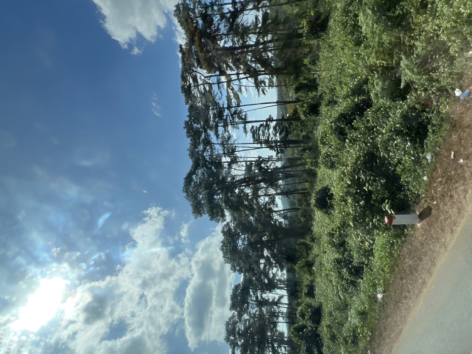 A bright, sunny sky with scattered clouds fills the left of the frame. Tall, thin trees line the horizon, forming a forest edge. Dense green vegetation covers the right side, obscuring details. A red-topped post stands at the edge of a road. Sunlight reflects off the clouds.