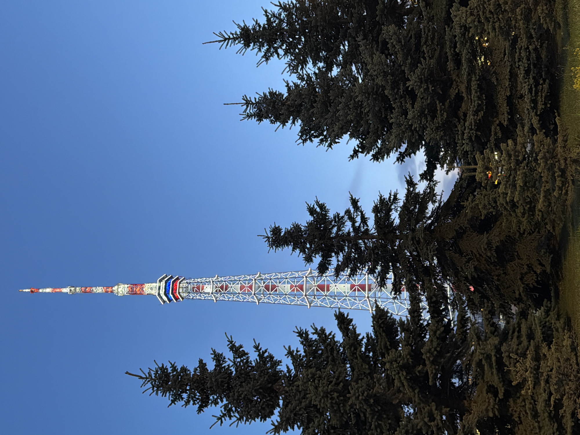 The image shows the Saint Petersburg TV Tower from a low angle, partially obscured by evergreen trees. The tower is a tall, slender metal structure painted with red and white stripes near the top, and white and blue stripes further down. The sky is clear blue, and the photo appears to be taken during daylight hours, likely dusk or dawn. The branches of the evergreen trees are dark and dense. The scene appears to be in a park or garden setting.