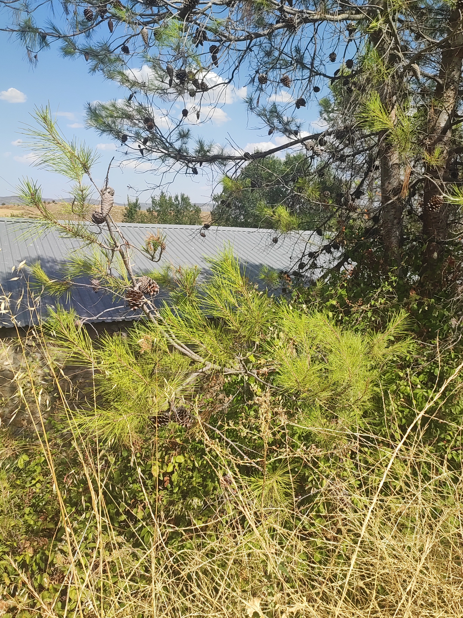 The image captures an outdoor scene with abundant vegetation and a building. In the foreground, dry grass and pine branches with pinecones are prominent. A pine tree with green needles and numerous pinecones dominates the mid-ground, with its branches extending across the frame. Behind the pine tree, a building with a gray, corrugated metal roof is visible, partially obscured by foliage. The background reveals a landscape with dry hills and trees under a partly cloudy blue sky. The scene appears to be located in or near Almoguera, Spain, given the characteristic dry Mediterranean vegetation and rolling hills. There are no people or animals visible in the image.