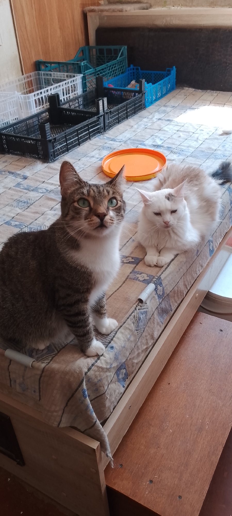 Two cats are resting on a mattress covered with a checkered fabric. The cat on the left is a tabby with white markings and green eyes. The cat on the right is white with a brown patch on its head and appears to be dozing. In the background, several plastic crates of various colors (black, white, blue, and green) are stacked. An orange plastic lid is visible on the mattress between the cats. The scene appears to be indoors, possibly in a residential setting in Belgorod, Russia, given the presence of storage crates common in some environments. The lighting suggests it is daytime.
