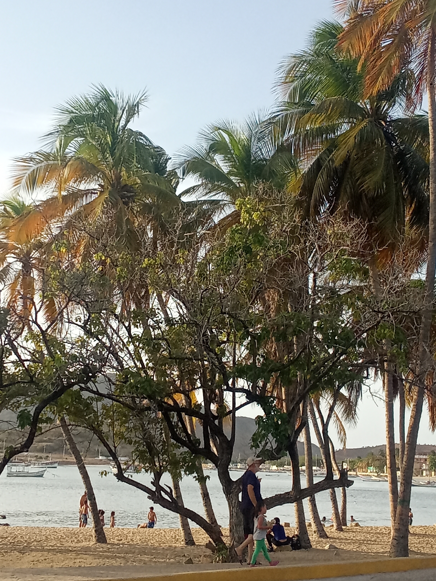 The image captures a tranquil scene on a beach in Juan Griego, Venezuela. Palm trees of varying heights dominate the upper portion of the frame, some with golden-hued fronds. A smaller, leafier tree stands closer, providing a natural foreground. In the middle ground, several individuals are enjoying the beach: some stand in the water, while others relax on the sand. A man, possibly with a young girl in bright green pants, is walking on a sidewalk or road just off the beach. The background reveals a calm bay with boats at anchor and a land mass with gentle hills in the distance. The overall light suggests it is either early morning or late afternoon.