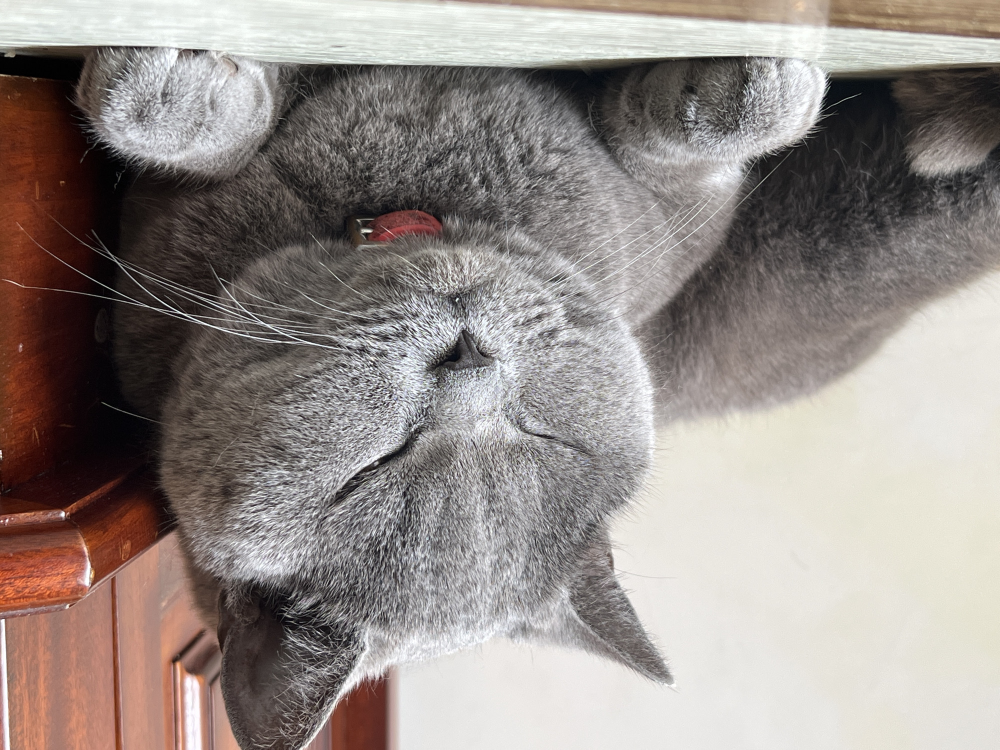 A close-up, eye-level shot shows a gray British Shorthair cat resting with its eyes closed. The cat is lying down, with its head tilted slightly and its paws tucked in front of it. A red collar with a small silver tag is visible around its neck. The cat is positioned on a light-colored surface, possibly a table or floor, with a wooden structure to its right and a neutral-colored wall behind it. The lighting is soft, casting a gentle shadow on the cat's face. The scene appears to be indoors.