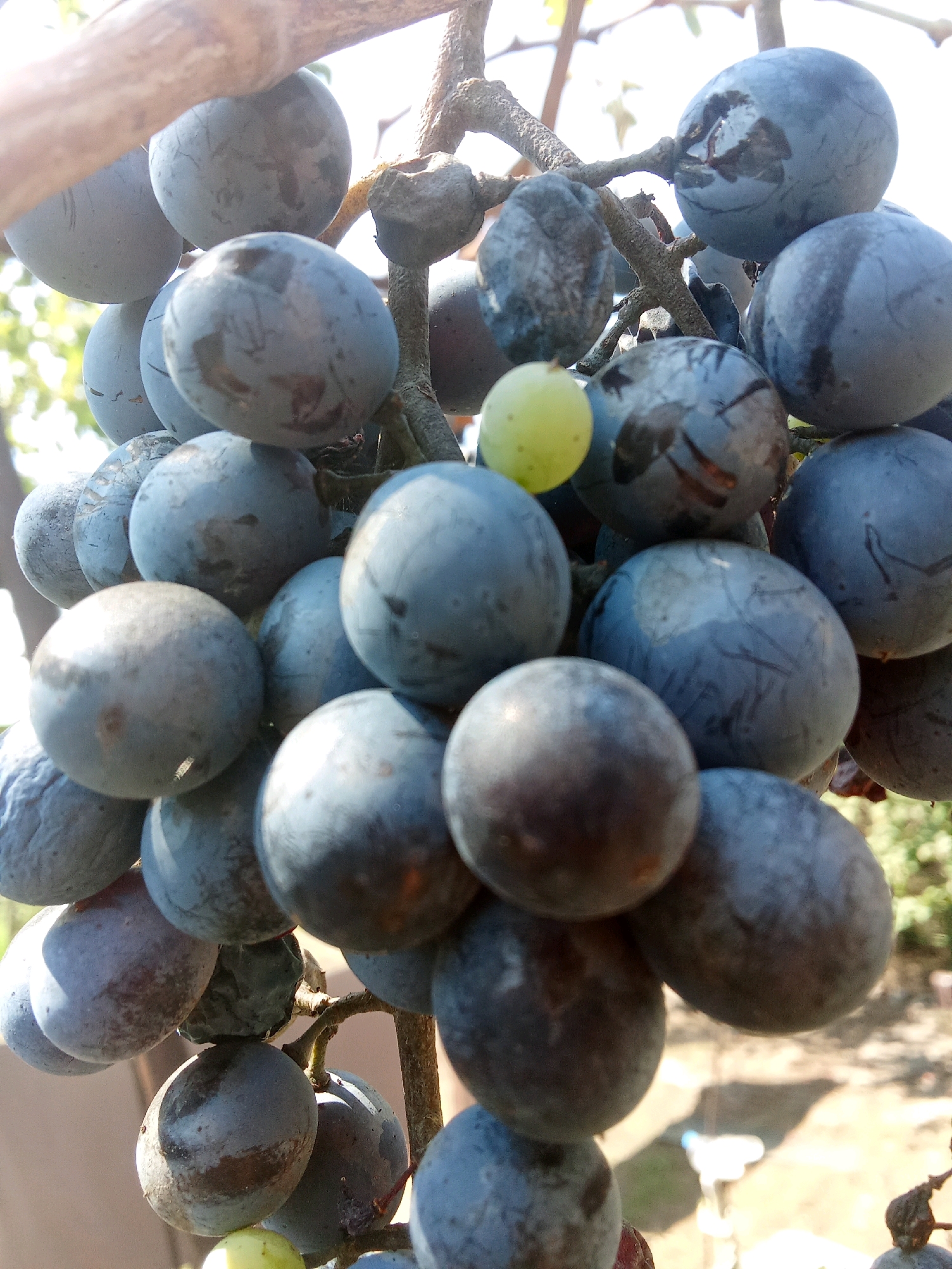 A close-up shot captures a bunch of dark, round grapes hanging from a branch. A single lighter green grape is also visible within the cluster. The grapes are clustered tightly, with some showing reflections of light on their surfaces. The background is blurred, with hints of greenery and a light-colored structure, suggesting an outdoor setting. The image is taken in Tbilisi, Georgia.