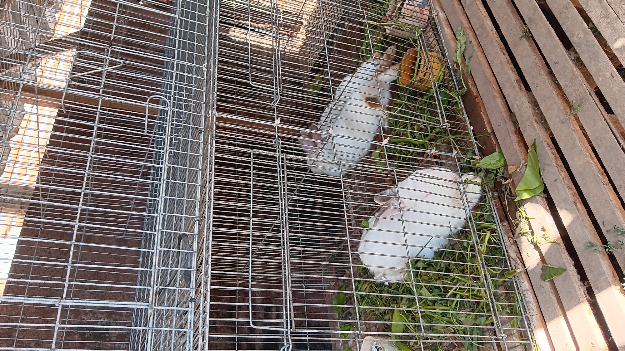 The image depicts two white rabbits inside a multi-tiered metal cage. The cage appears to be located outdoors, with wooden planks forming a platform below the cage. The rabbits are amidst a pile of green leafy vegetation, likely their food. One rabbit is positioned in the foreground, facing left and partially obscured by the cage bars. The second rabbit is further back and to the right, with a patch of brown coloring on its back. The background of the cage is a reddish-brown, possibly a wall or sheeting. The overall scene suggests a domestic or agricultural setting for raising rabbits. The location is identified as Sonobekel, Indonesia.