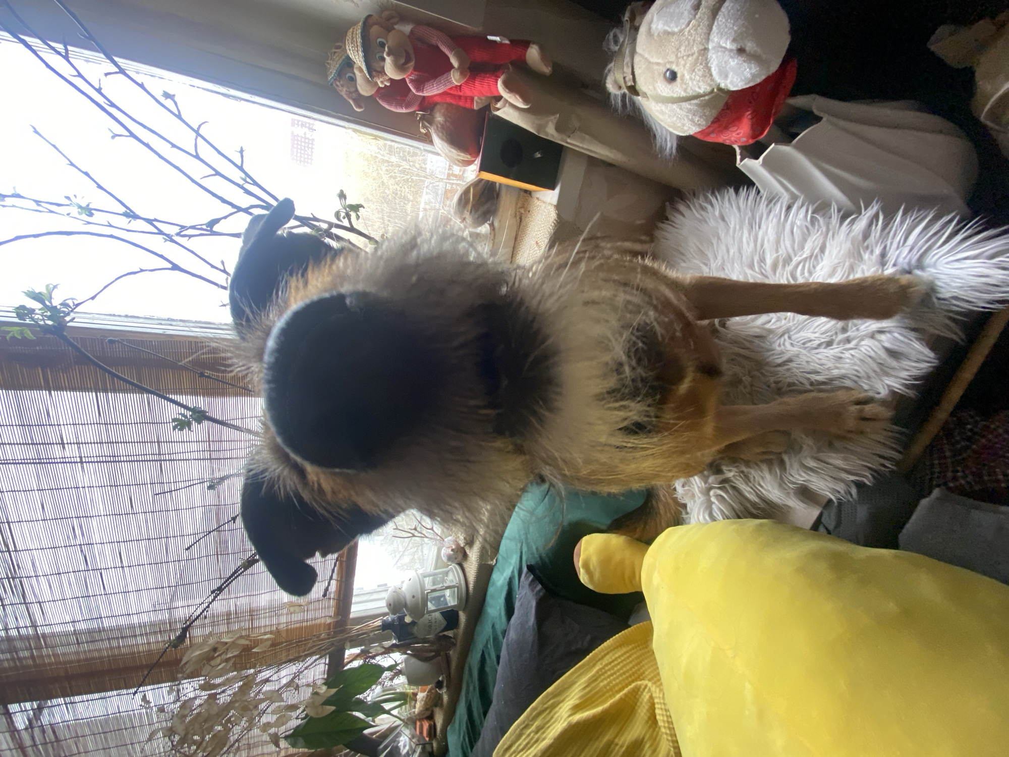 A dog stands on a fluffy rug indoors. A window is visible in the background with leafless branches. Stuffed toys are on the window sill. The foreground includes a yellow cushion. The location is not identifiable as Moscow, Russia.