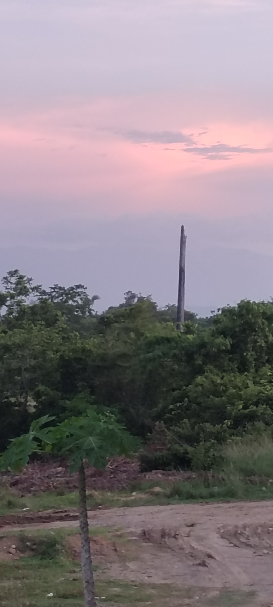 The image depicts an outdoor scene at dusk or dawn in Lhokseumawe, Indonesia. The sky is a gradient of pink and purple, possibly indicating sunrise or sunset. In the middle ground, there are lush green trees and foliage. Behind the trees, a thin, tall, gray pole stands out against the lighter sky. In the foreground, a small papaya tree with green leaves is visible. The ground in the foreground appears to be a dirt road or cleared area. The horizon shows faint outlines of hills or mountains in the distance.