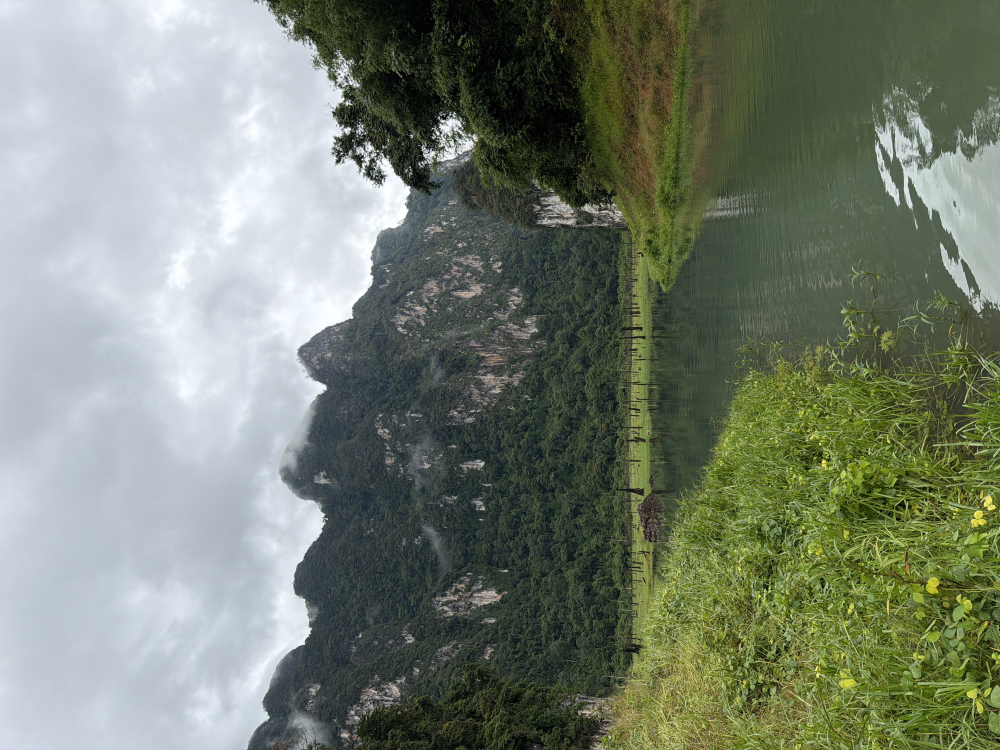 This is a landscape photograph taken in Khao Phang, Thailand, featuring a serene lake surrounded by lush green mountains. The sky is overcast with thick, grey clouds. On the left side of the image, tall, vibrant green grass and reeds grow along the edge of the water. Scattered throughout the lake are the skeletal remains of dead trees, their dark trunks emerging from the water. The mountains dominate the background, their steep slopes covered in dense, dark green vegetation, with patches of lighter rock faces visible. Some parts of the mountain peaks are shrouded in mist. On the right side of the frame, a grassy incline slopes down towards the water, topped with more dense green trees. The lake itself is a calm, murky green, with subtle ripples reflecting the overcast sky.