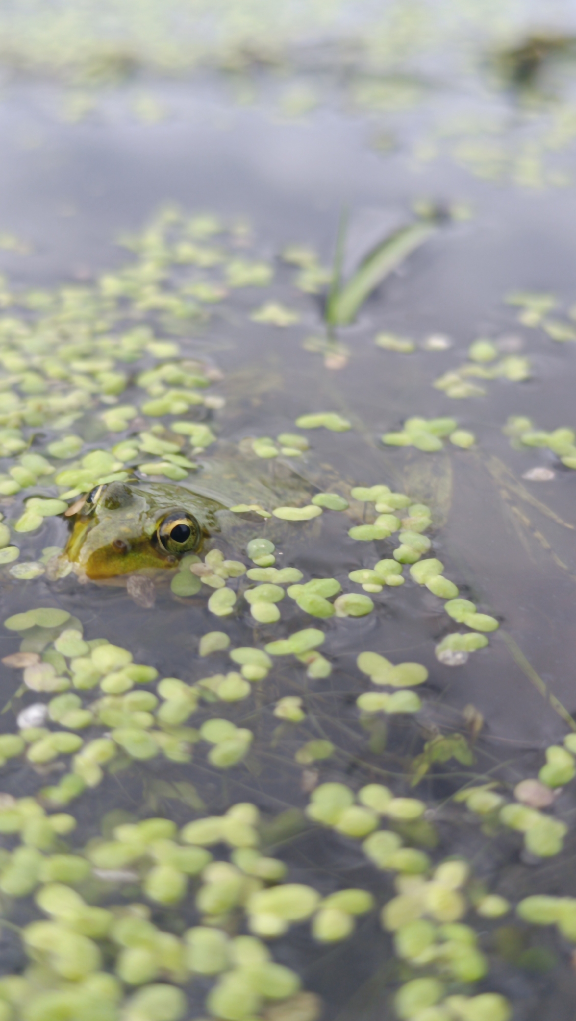 A frog's head is visible just above the surface of dark water, surrounded by small, bright green floating plants. The frog's eye is dark and appears alert, with hints of yellow and green on its skin. The water is murky, with submerged plant life visible beneath the surface. The overall impression is one of a natural aquatic environment, likely a pond or slow-moving body of water. No specific location in the city of Karsha, Russia, can be determined from the image.
