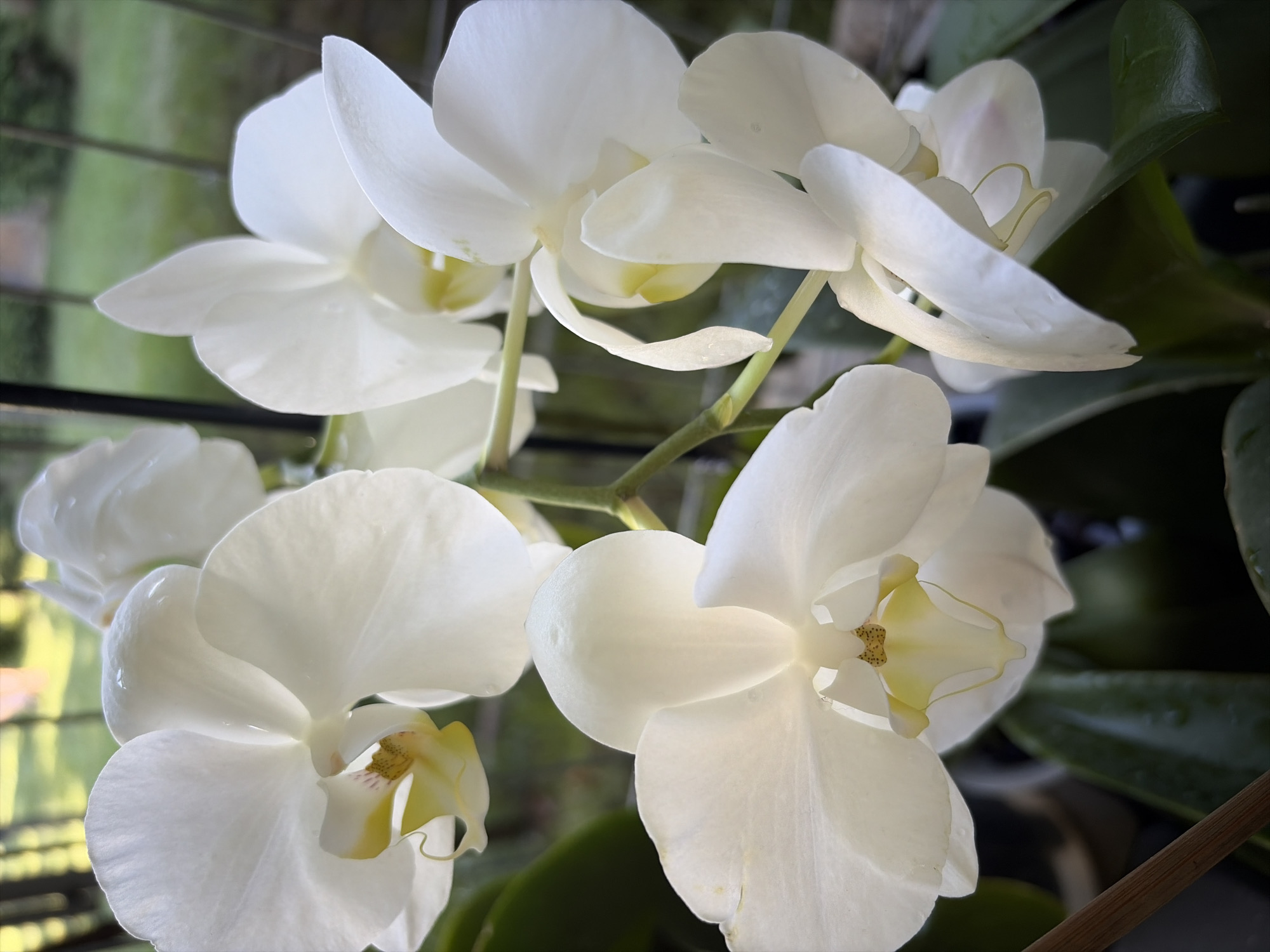 In the city of Oxentea, Moldova, this image captures a close-up view of several white phalaenopsis orchids in bloom. The flowers are the primary subjects, with their delicate petals and yellow centers prominently displayed. The orchids are attached to green stems, which branch out and support the blossoms. The background is softly blurred, suggesting an outdoor setting with dappled sunlight filtering through foliage and perhaps a fence or railing. There are water droplets visible on some of the petals, indicating recent watering or dew. The overall impression is one of natural beauty and tranquility. There are no people or any other discernible objects or actions in the scene.