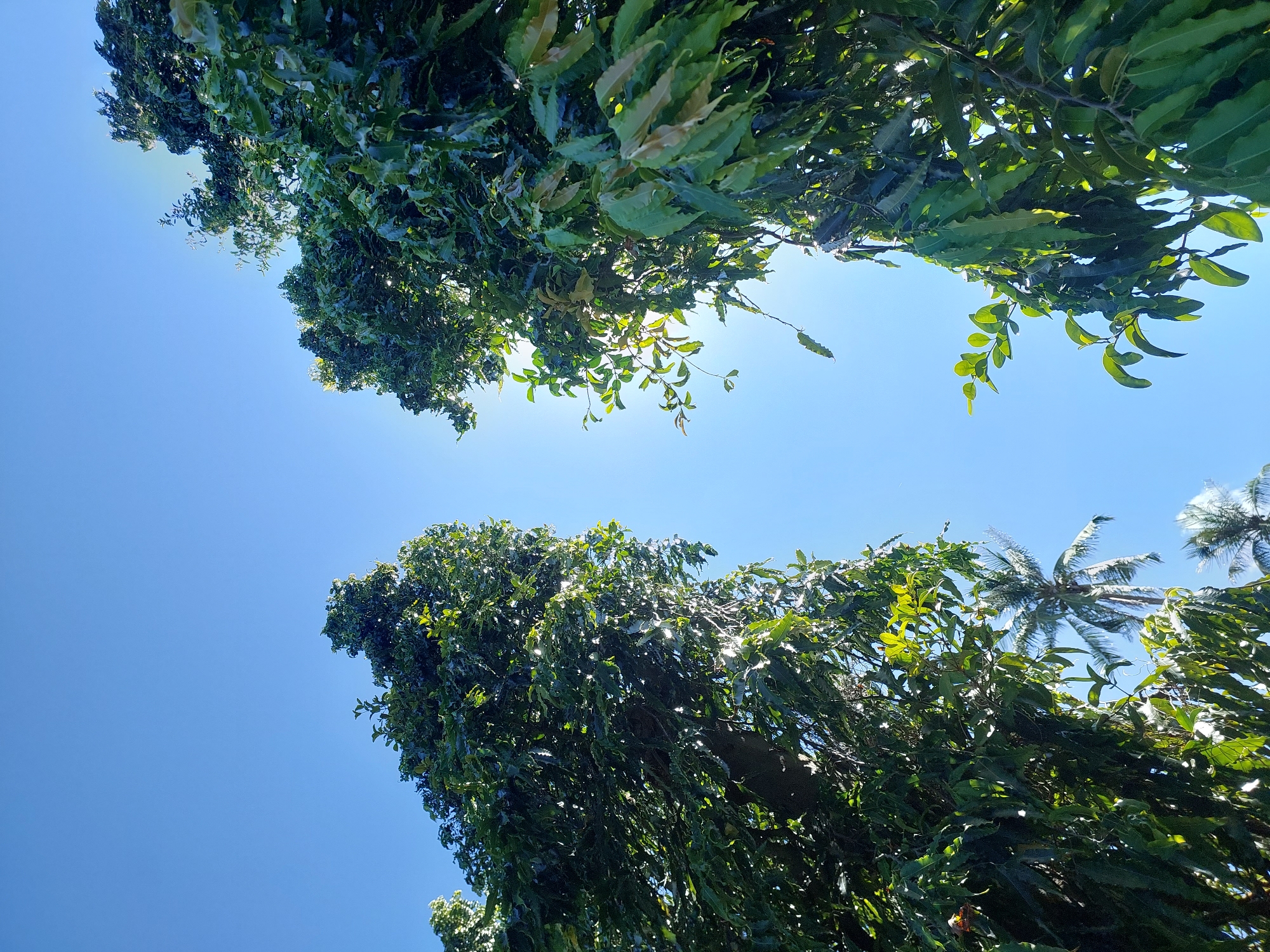 Two tall, lush green trees flank the frame, their dense foliage creating a canopy against a clear, bright blue sky. The sun peeks through the leaves on the right side of the image, casting dappled light. In the background, visible between the two large trees, is a palm tree, characteristic of tropical landscapes like Baan Mae Nam, Thailand. The lower portion of the image shows more of the green leaves, some tinged with a lighter, more golden hue, suggesting new growth or the effect of sunlight. The perspective is from below, looking upwards. There are no people or animals visible in the scene. The environment appears to be outdoors in a verdant, possibly tropical, setting.
