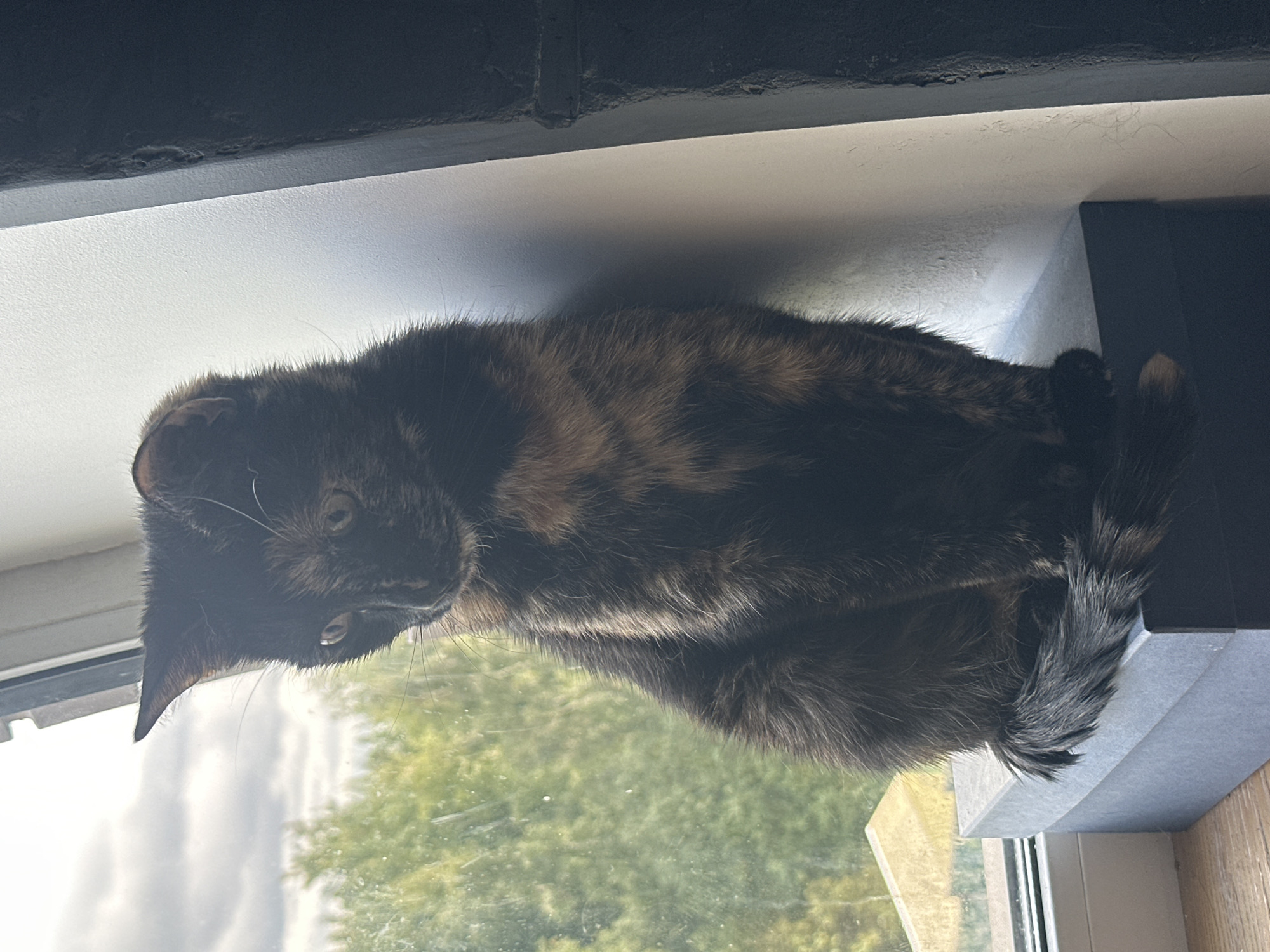 A tortoiseshell cat is sitting on a dark gray box on a windowsill. The cat is facing left, with its head turned slightly down and to the left. Its tail is curled around the front of its body. Outside the window, there are green trees and a cloudy sky. The windowsill is made of wood. To the right of the cat is a white wall and a dark, textured surface, possibly brick. The location is not specified as being in the city of Virki, Russia.