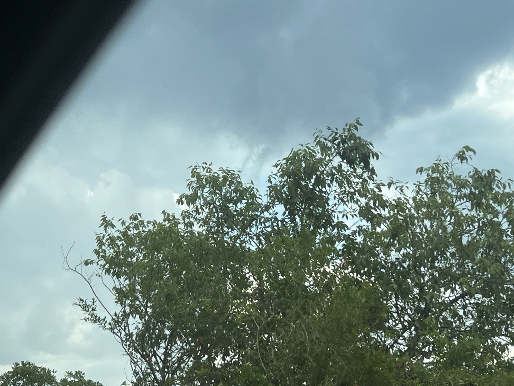 The image captures a view looking upwards through the leafy canopy of trees, against a cloudy sky. The trees are lush with green foliage, with branches and leaves filling the majority of the frame. Some bare branches are also visible, adding texture to the scene.
The sky above is overcast, with various shades of grey and blue clouds suggesting a potentially unsettled weather system. The lighting is diffused, indicating it is likely daytime, possibly mid-afternoon or late morning, given the soft illumination. There are no discernible location cues within the image itself that specifically point to Perast, Montenegro, beyond the provided context. No people or man-made objects are visible, making the focus solely on the natural elements of trees and sky. The overall mood conveyed is one of natural tranquility, perhaps hinting at an impending change in the weather due to the cloudy sky.