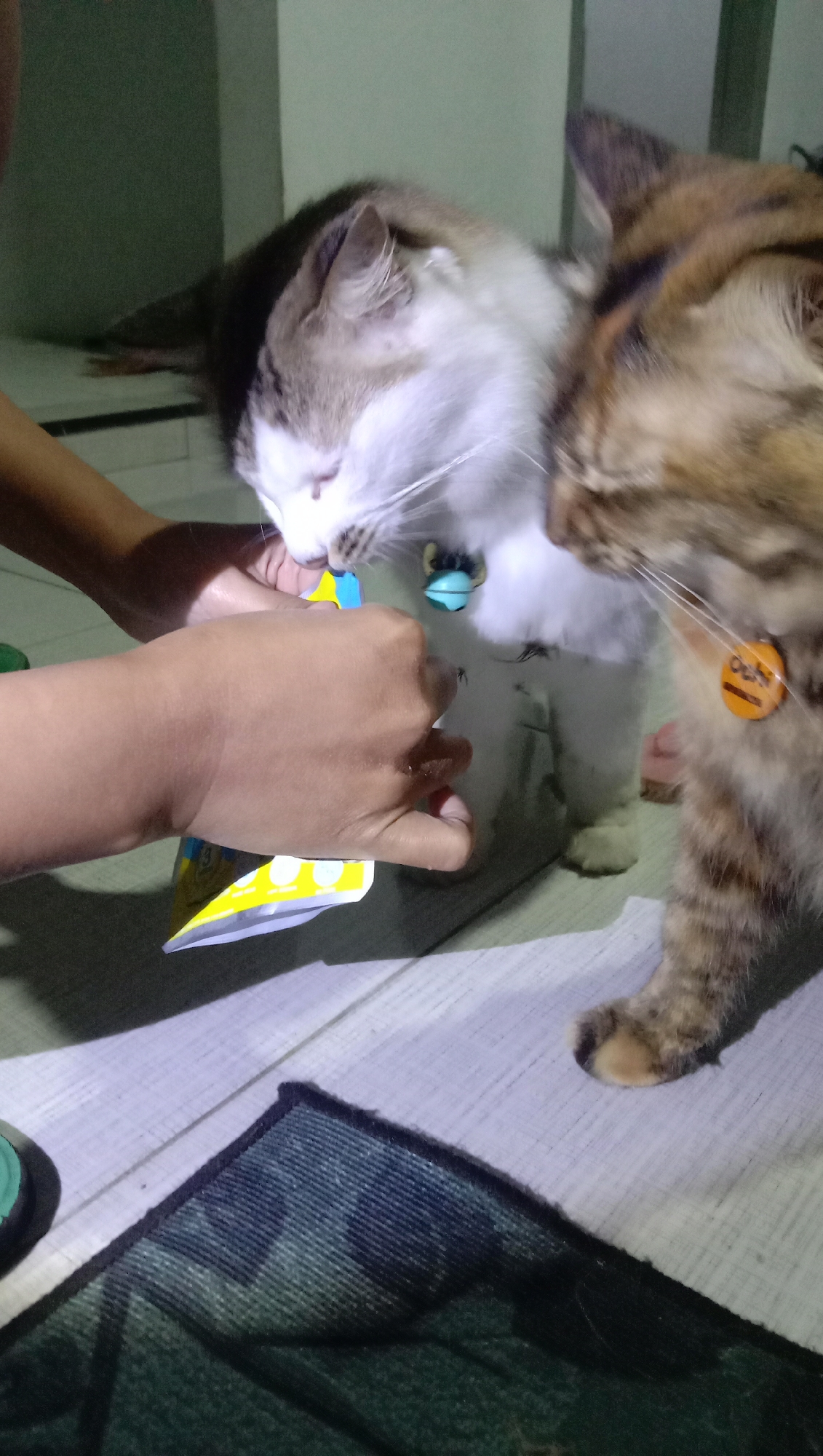 A person's hand is holding a yellow and blue packet of cat food, from which a white and brown cat is eating. Next to it, another cat with brown and black tabby markings is also looking at the food. The cats are wearing collars. The scene takes place indoors, on a floor that appears to be tiled or linoleum, with a rug in the foreground. The lighting suggests it is nighttime or a dimly lit room. The location is the city of Paguyangan, Indonesia.