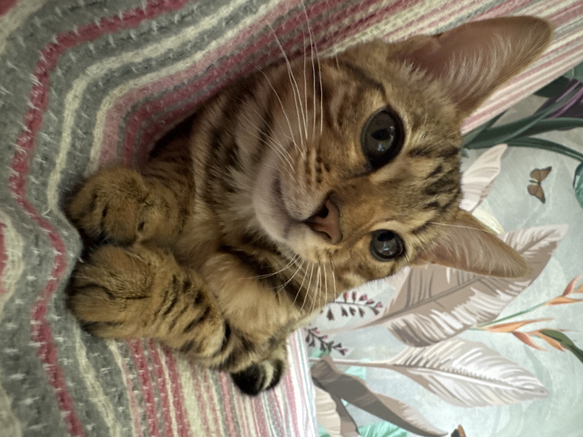 A young Bengal cat with large, dark eyes and striped fur is nestled within a blanket. The blanket has stripes of pink, grey, and white. To the right of the cat, a floral patterned fabric is visible, featuring large, stylized leaves and delicate pink and orange flowers. The cat's paws are tucked in close to its body, and its head is tilted, looking directly at the viewer. The lighting suggests it is daytime, and the setting appears to be indoors, likely on a bed or sofa. The cat's expression is calm and curious. No text is visible in the image. The location context is Rzhev, Russia.